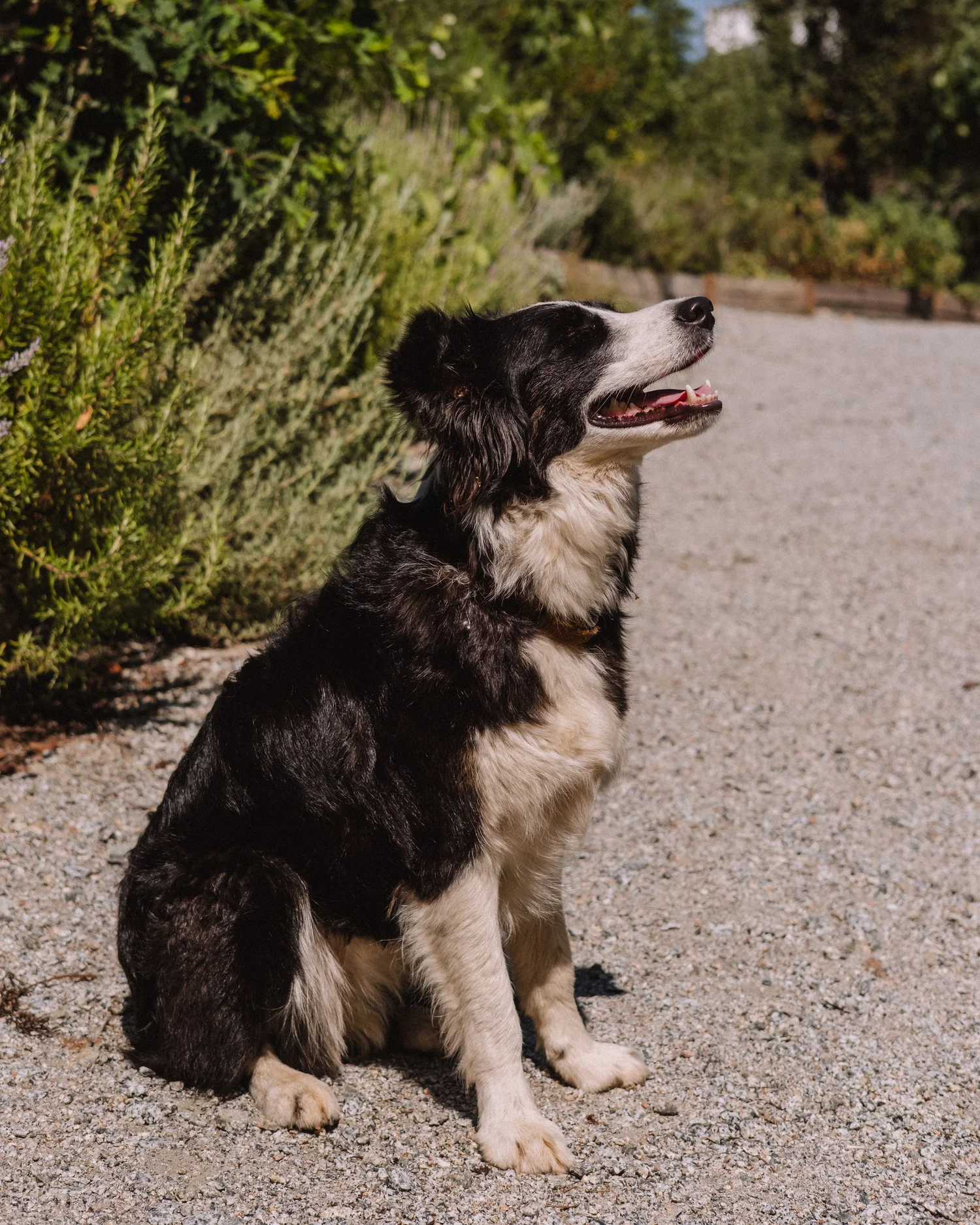 Gandum Village, dog-friendly hotel in Comporta and the Alentejo
