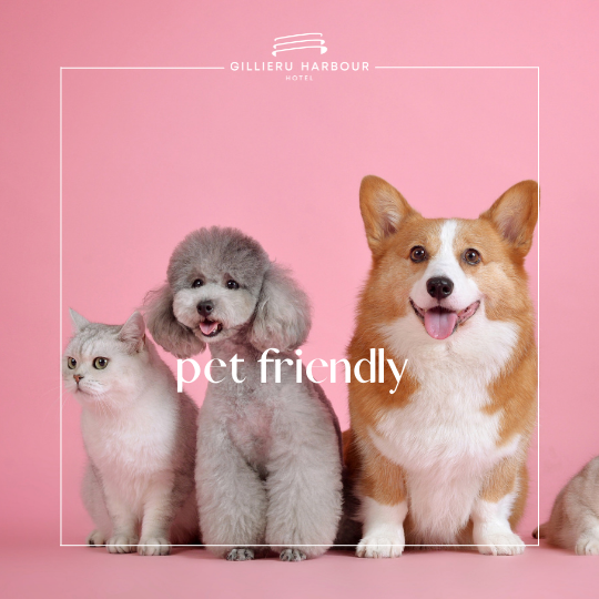 Gillieru Harbour Hotel, dog-friendly hotel in Malta