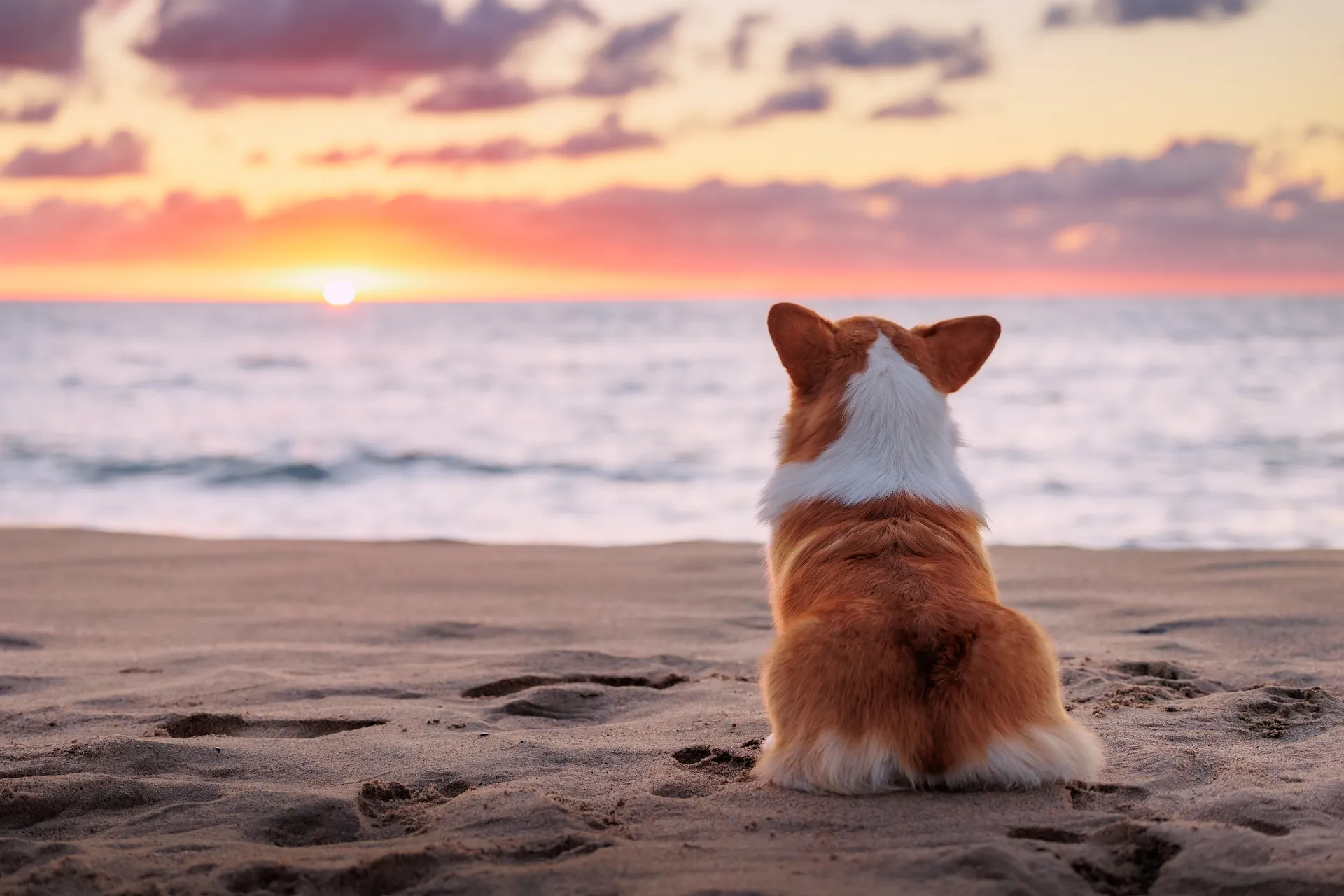 Gloria Palace Amadores Thalasso & Hotel, dog-friendly hotel in Gran Canaria and Lanzarote