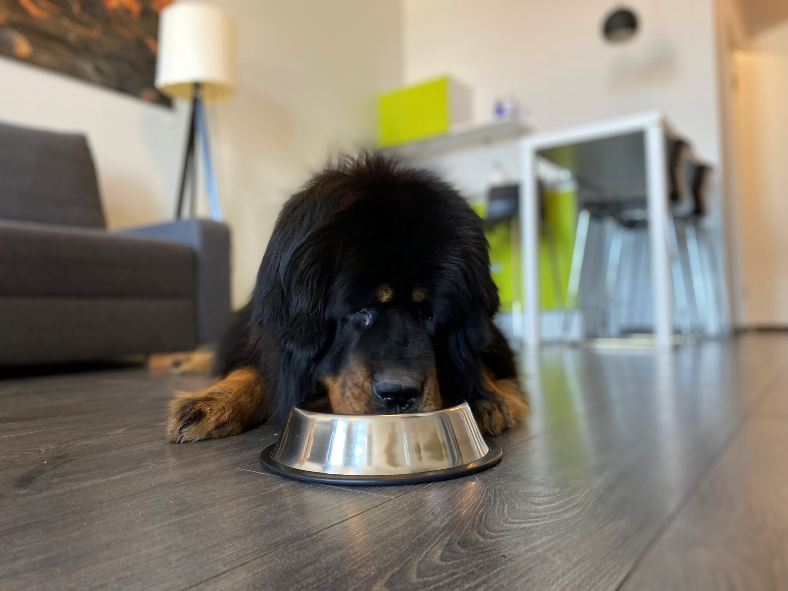 Best dog-friendly hotels in tallinn