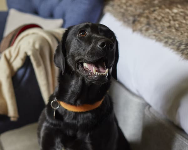 Headlam Hall, dog-friendly hotel in Northumberland
