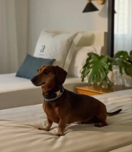 Hotel Almirante, dog-friendly hotel in Costa Blanca
