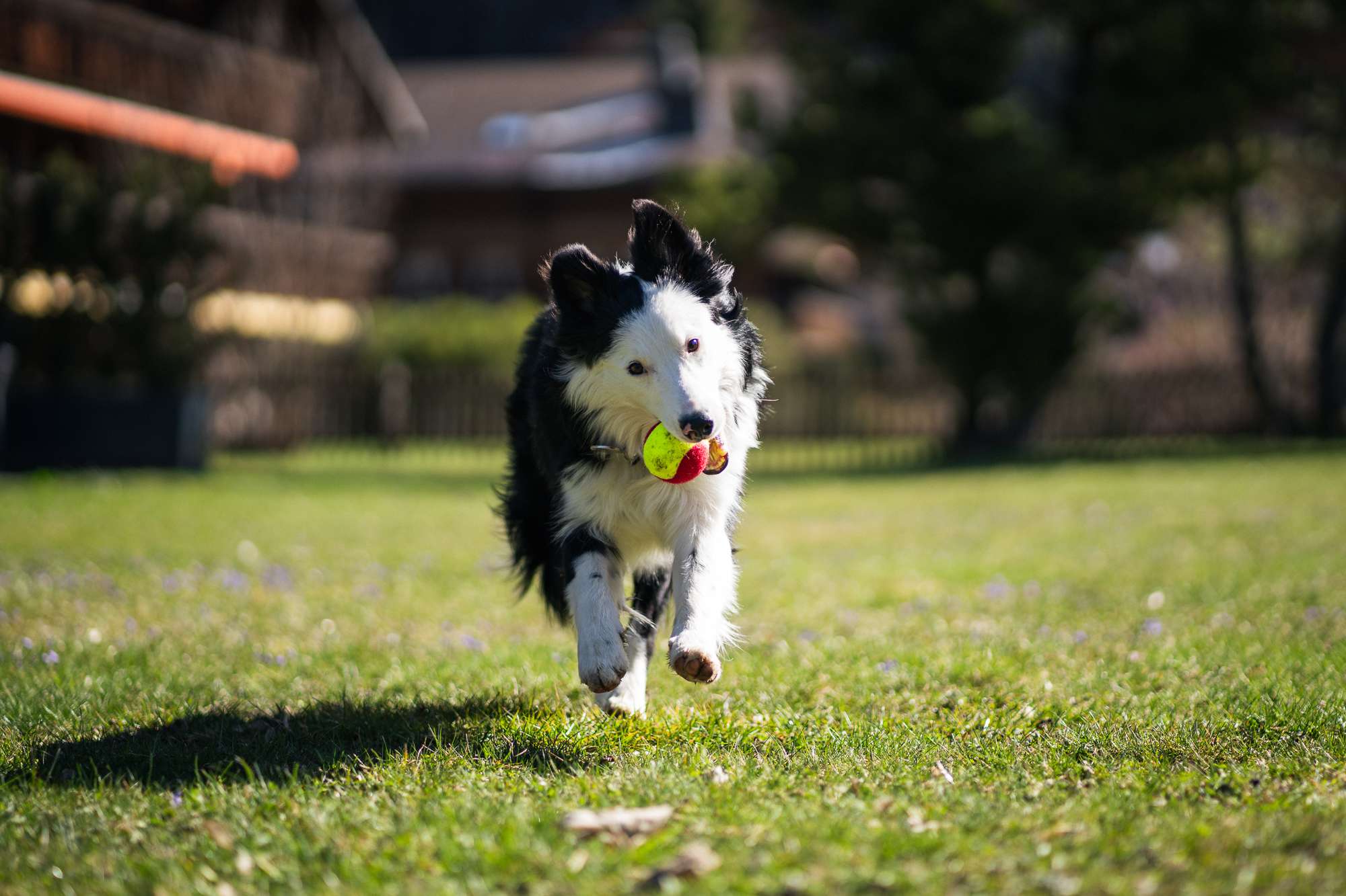 Hotel Arc-en-ciel, dog-friendly hotel in Gstaad and the Bernese Oberland