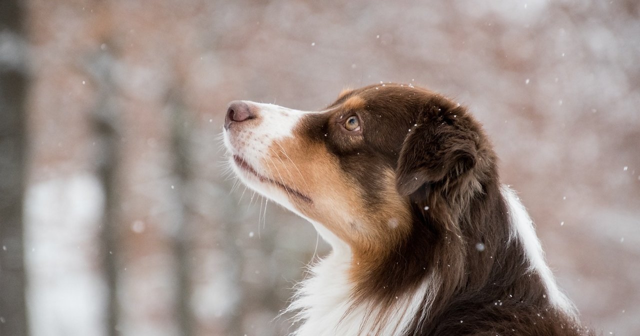 Hotel Arlberghaus, dog-friendly hotel in Arlberg and Vorarlberg