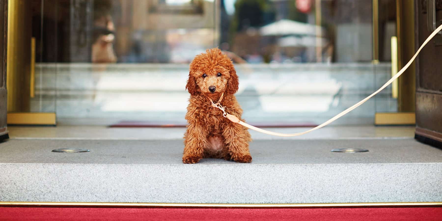 Hotel Diplomat, dog-friendly hotel in Stockholm