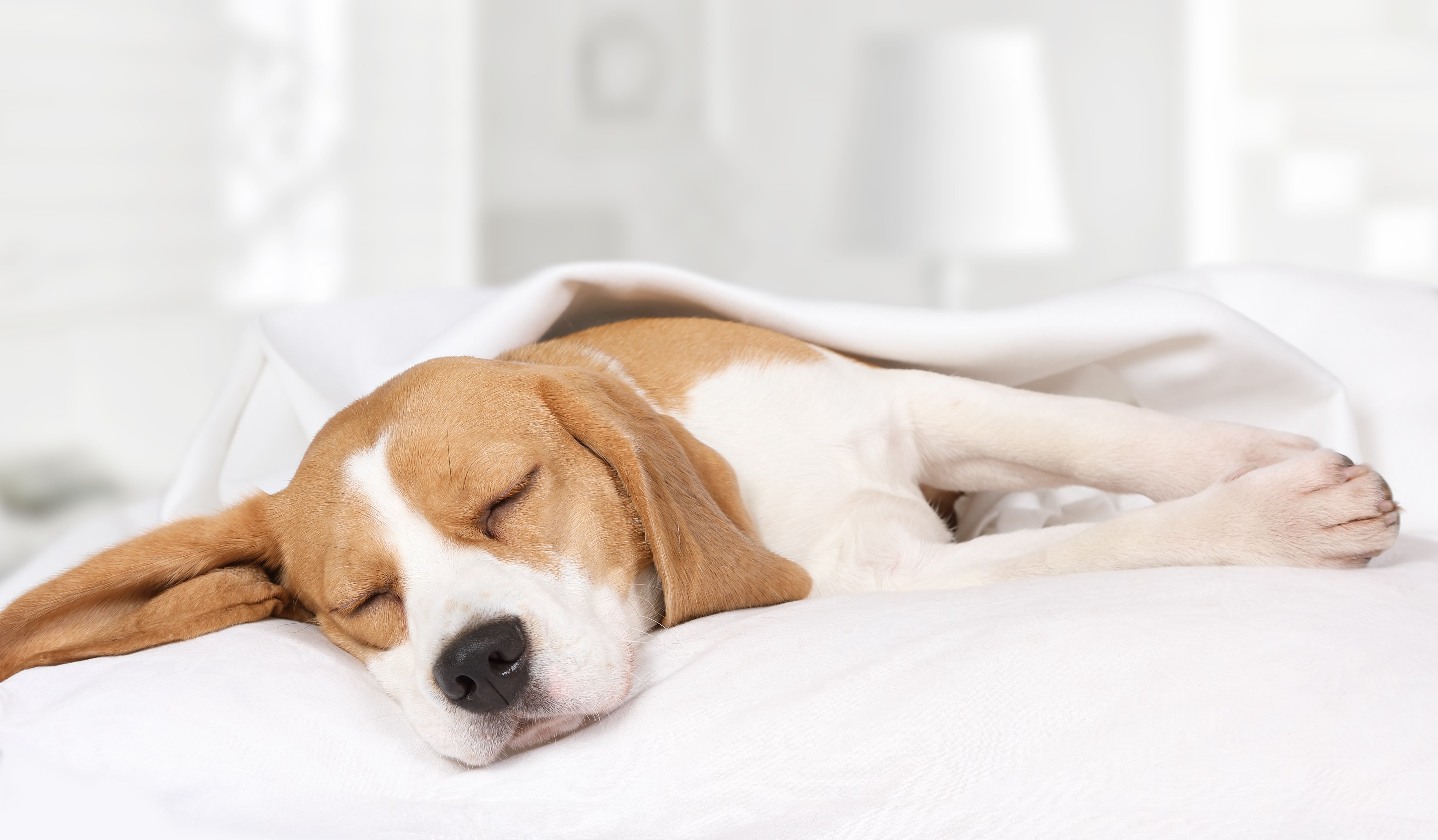 Hotel Fabian, dog-friendly hotel in Helsinki