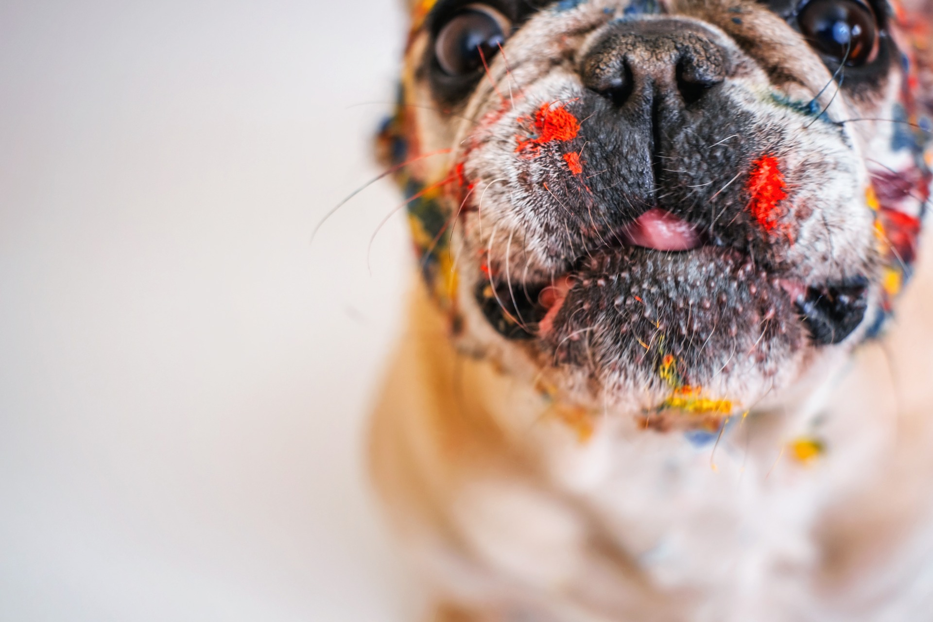Hotel Fonte Cesia, dog-friendly hotel in Umbria