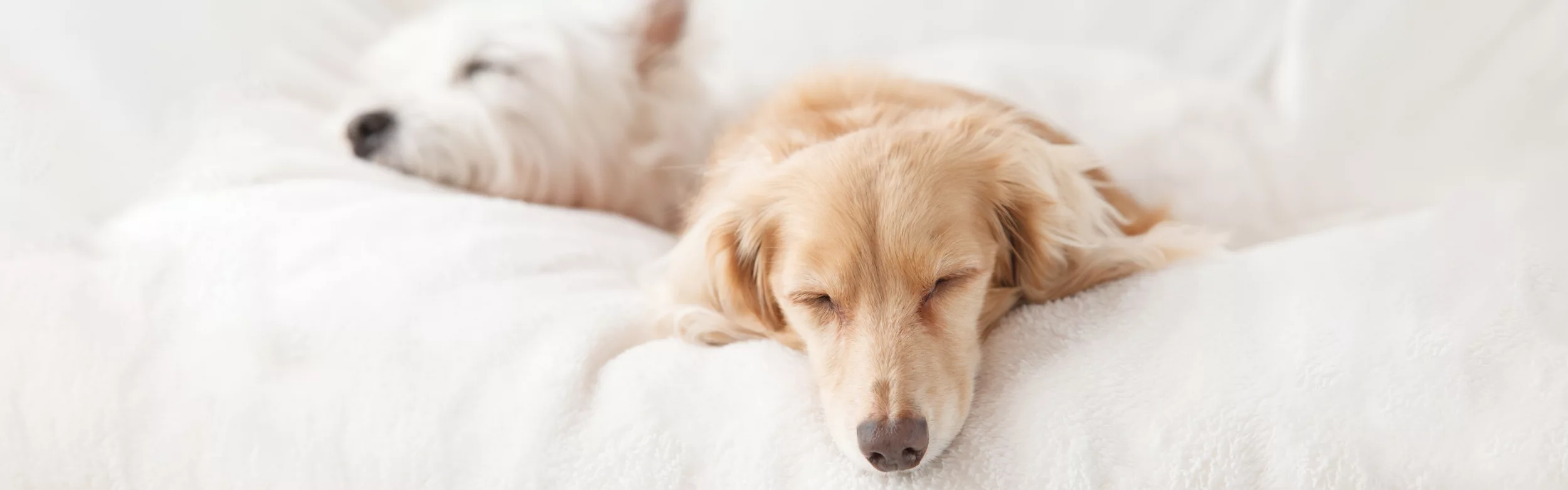 Hotel Indigo Turin, dog-friendly hotel in Turin and Piedmont