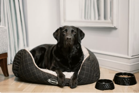 Hotel Kämp, dog-friendly hotel in Helsinki