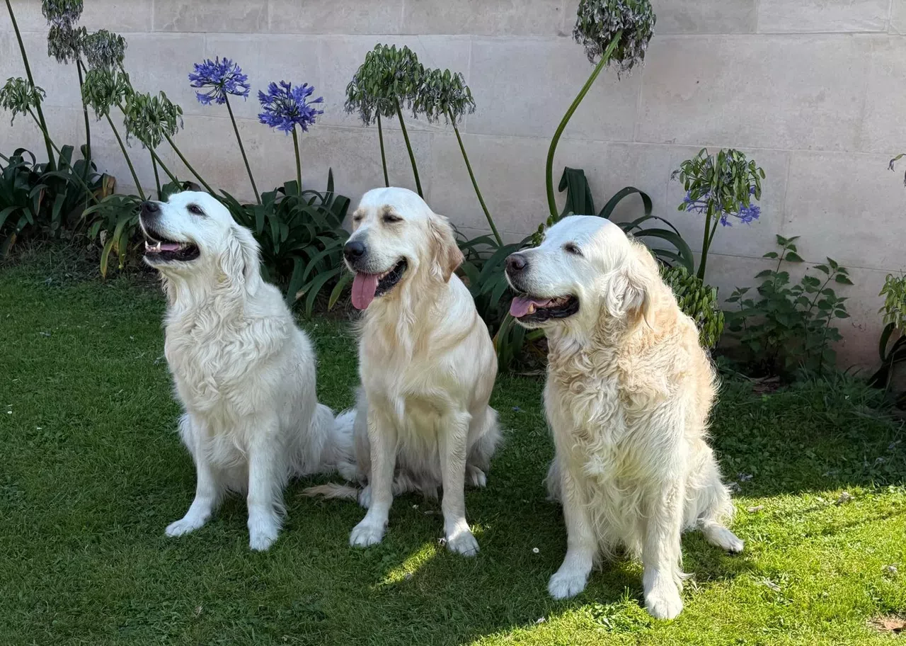 Hotel La Corte de Lugás, dog-friendly hotel in Northern Spain Coast