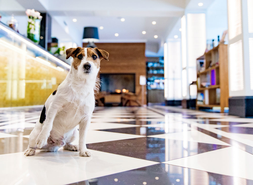 Hotel Lilla Roberts, dog-friendly hotel in Helsinki