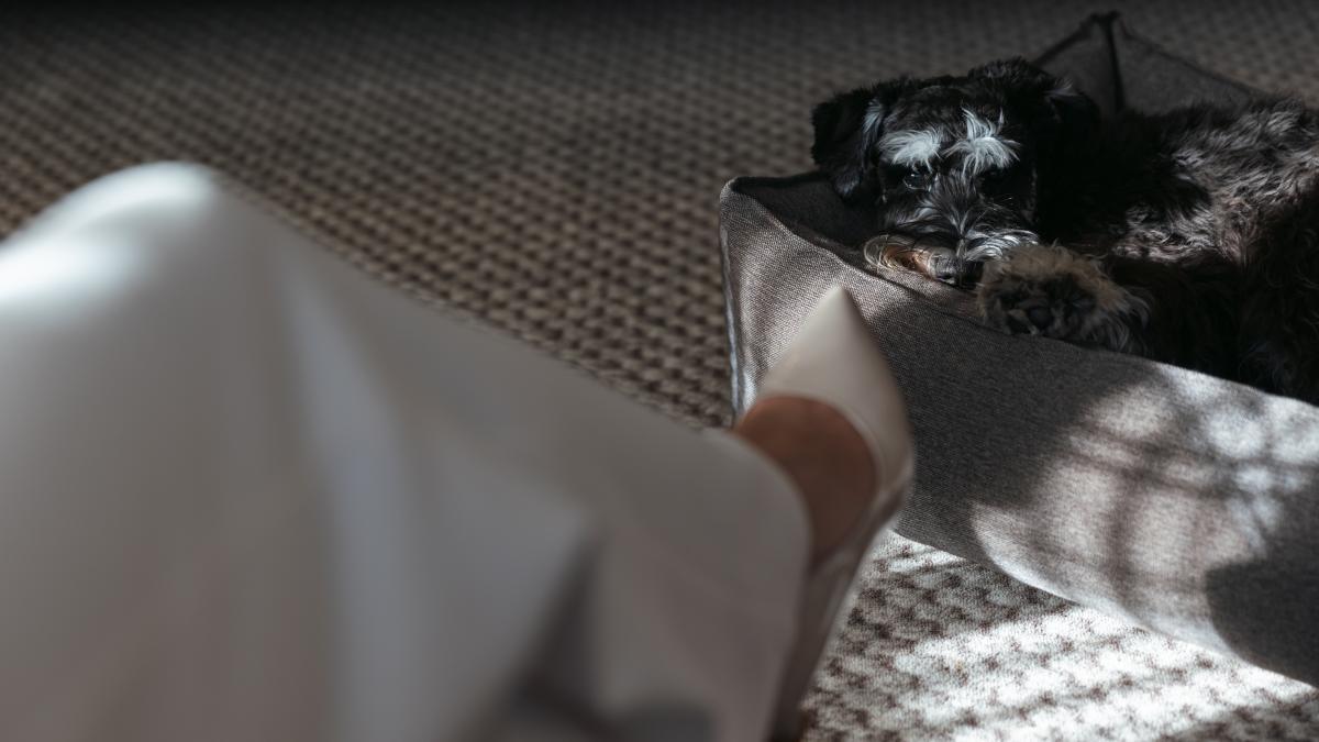 Hotel Lindauer Hof, dog-friendly hotel in Lake Constance
