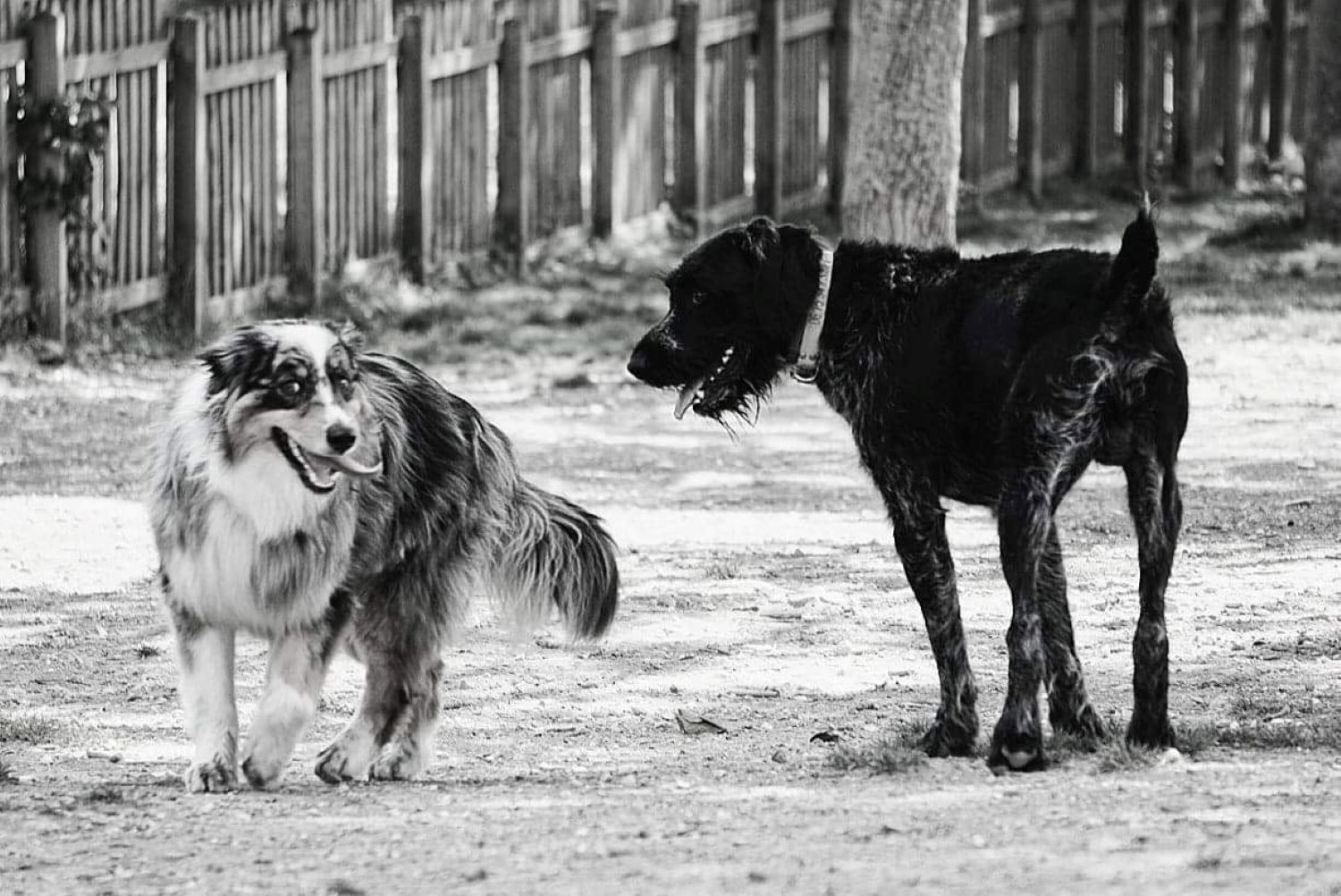 Hôtel Margaux, dog-friendly hotel in Champagne