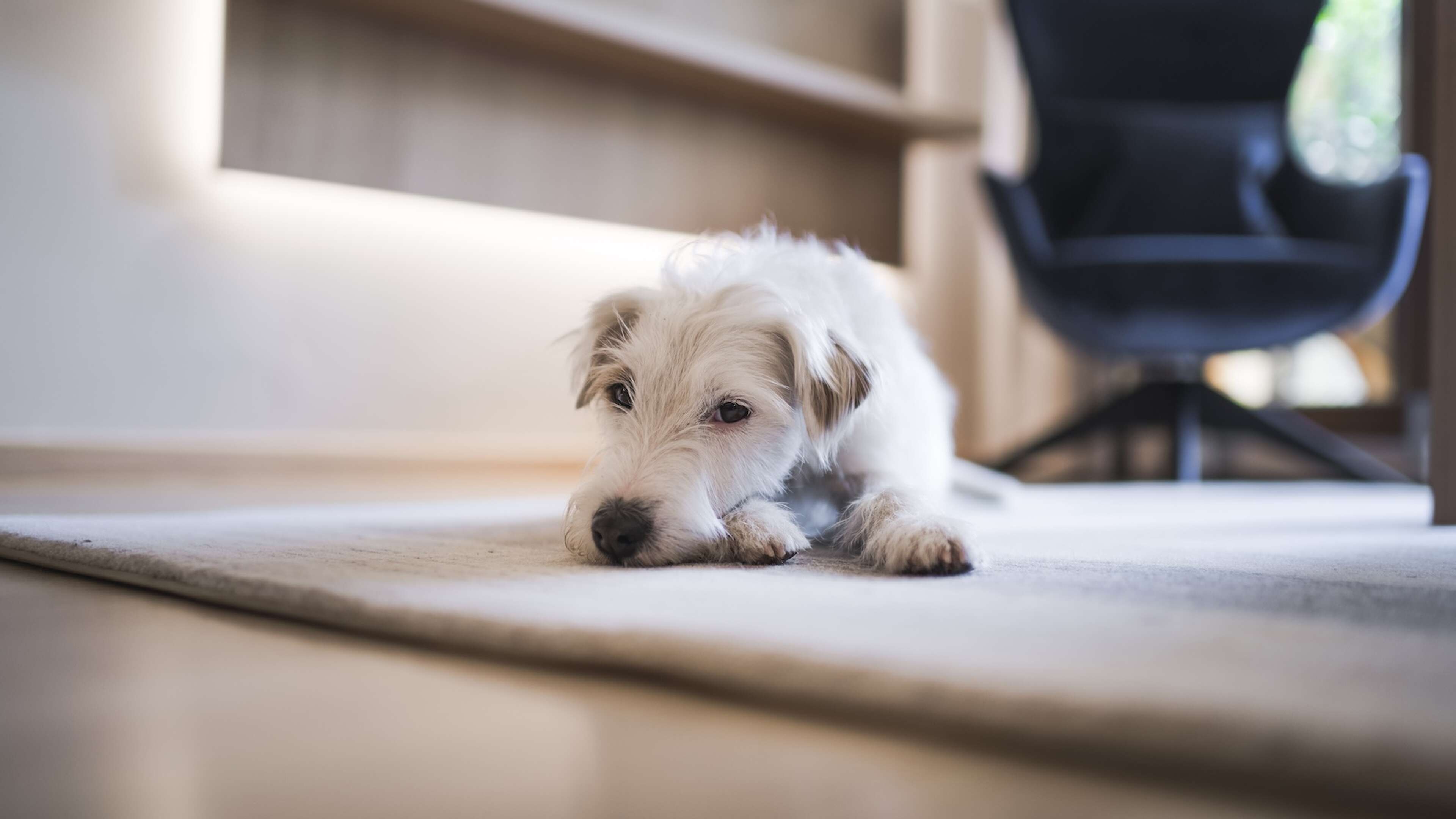 Hotel Mignon Meran Park & Spa, dog-friendly hotel in Merano and South Tyrol
