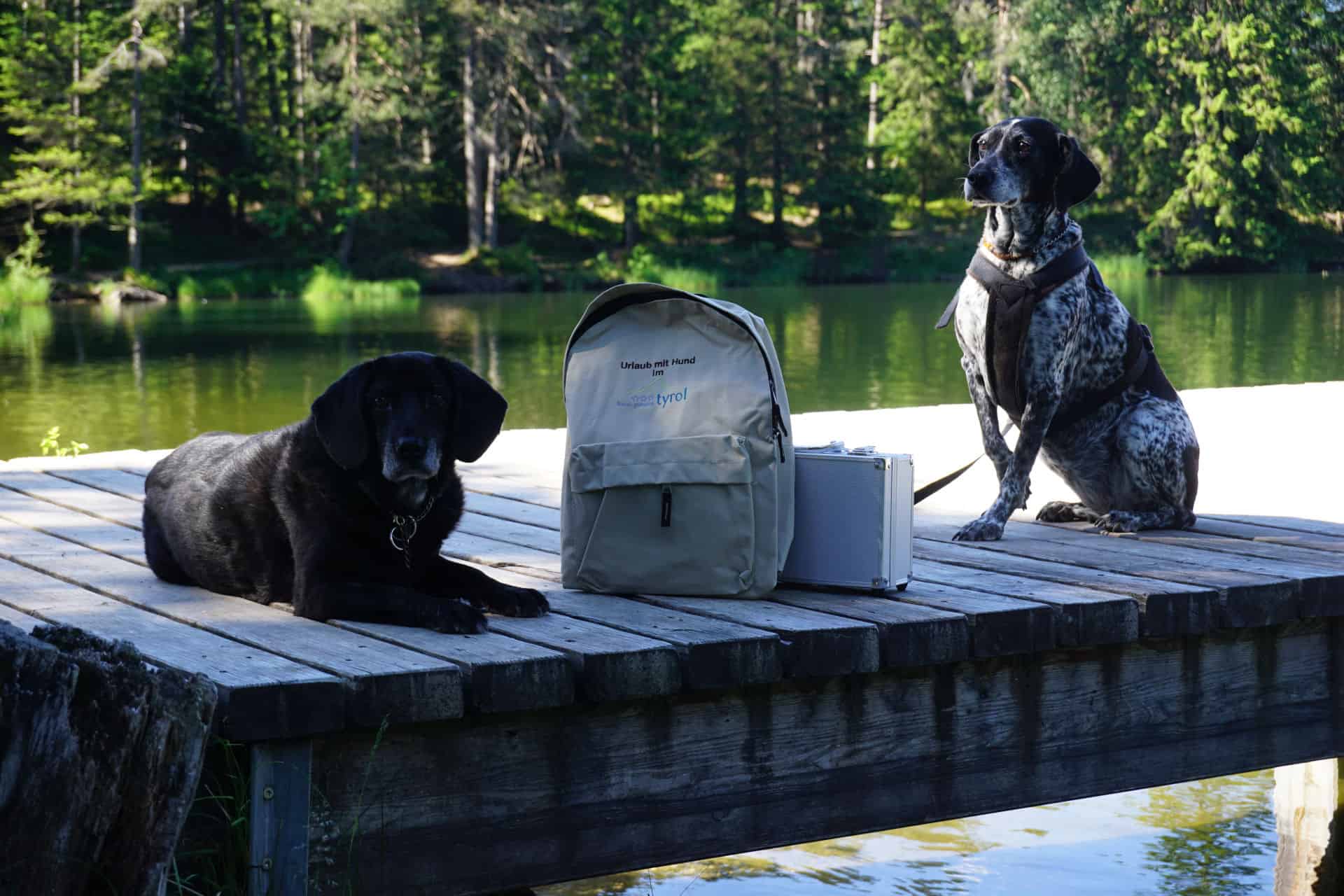 Hotel Pension Tyrol, dog-friendly hotel in Seefeld