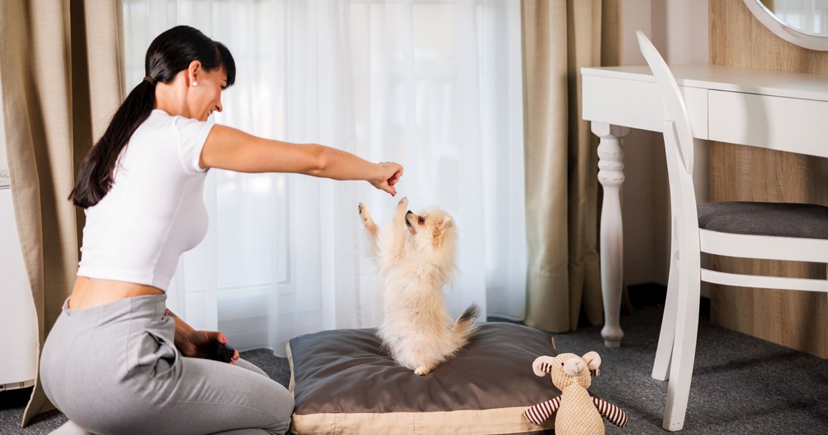 Hotel Riviera, dog-friendly hotel in Lake Bled