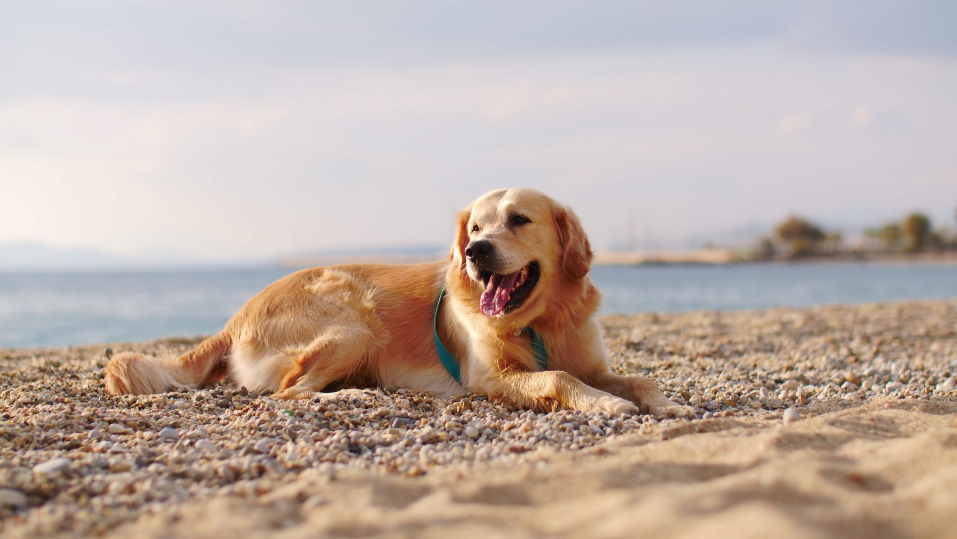 Hotel Rural Biniarroca, dog-friendly hotel in Menorca