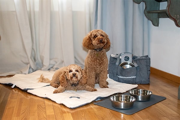 Hotel Sandwirth, dog-friendly hotel in Carinthia Lakes