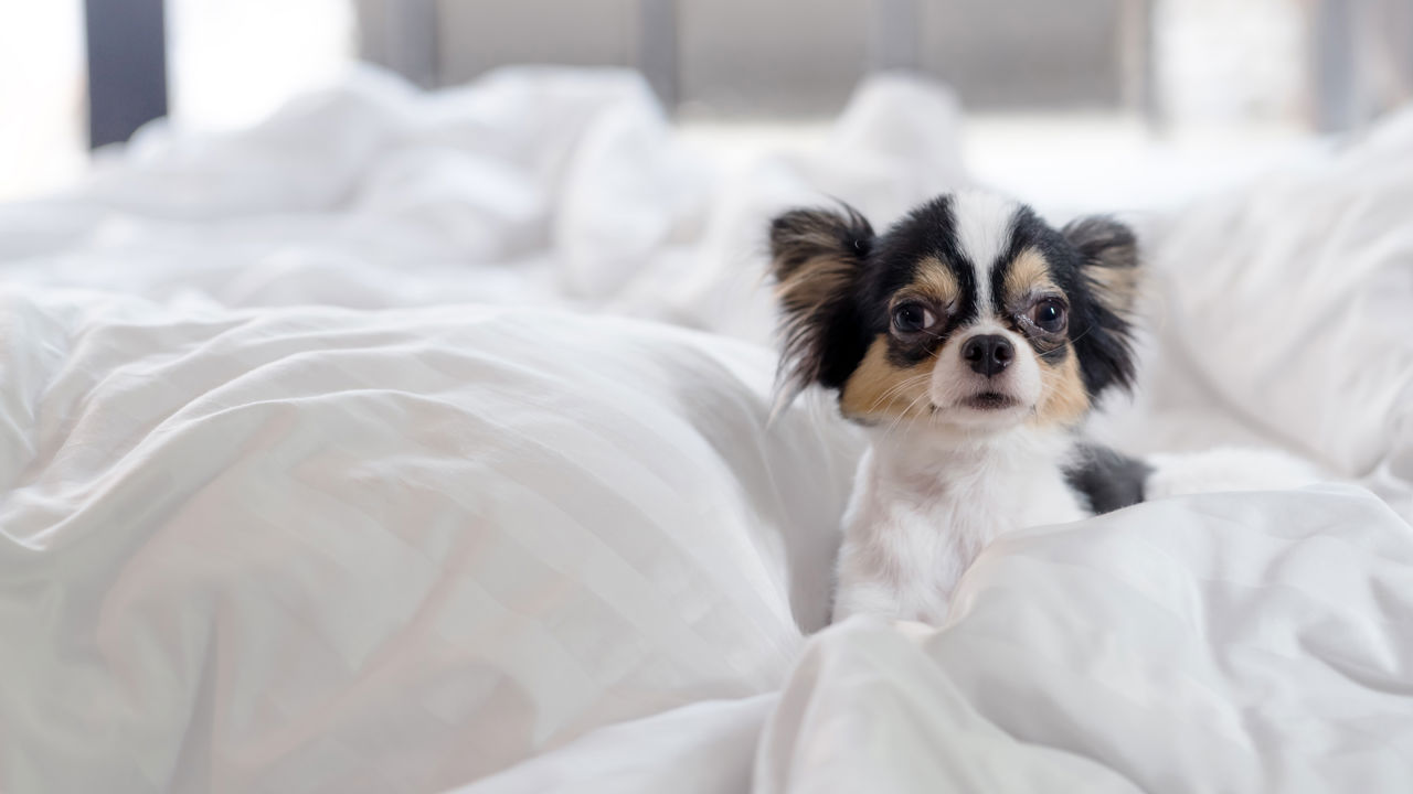 Hotel Splendide Royal, dog-friendly hotel in Lugano