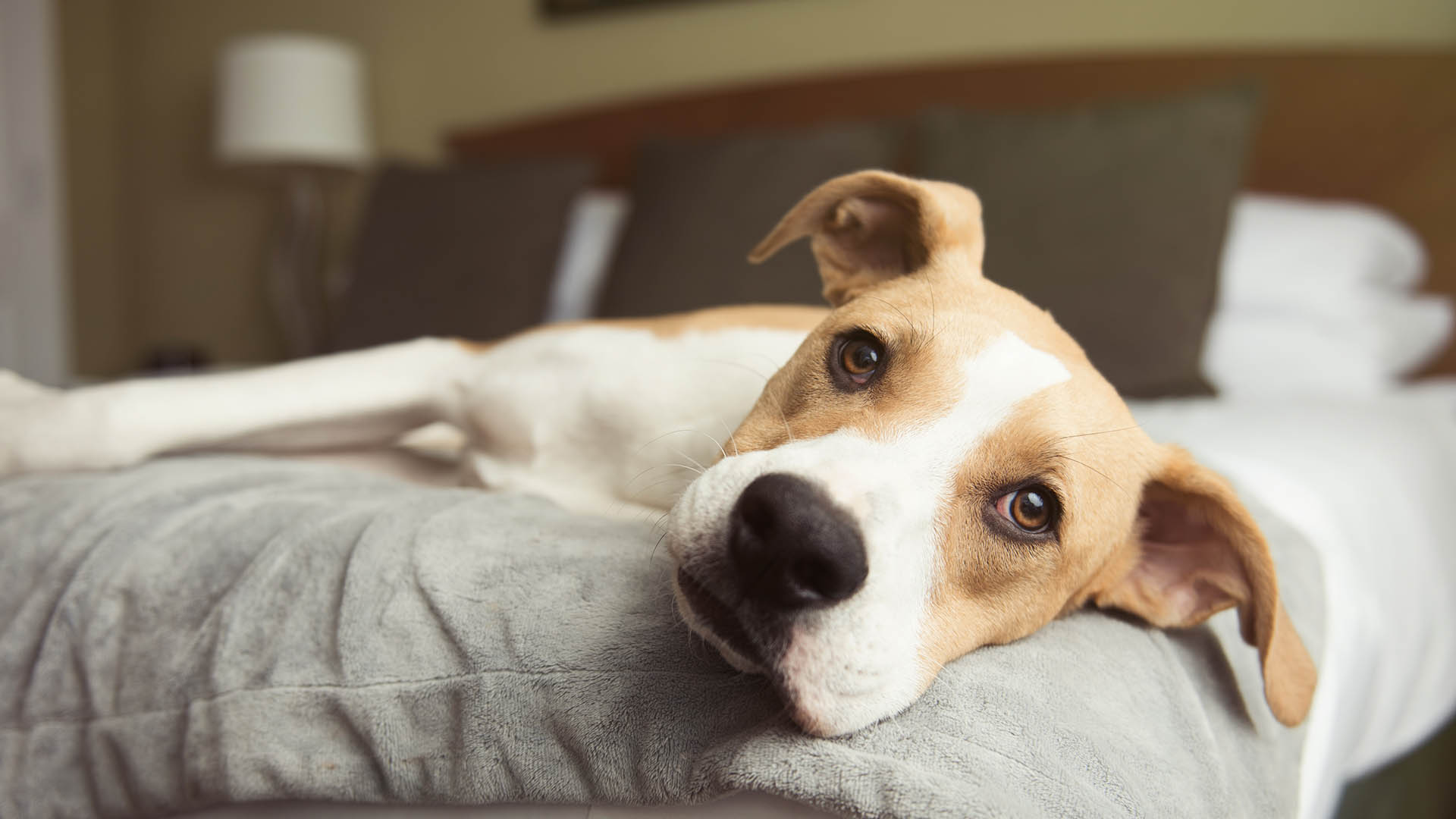 Kingsmills Hotel, dog-friendly hotel in Scottish Highlands