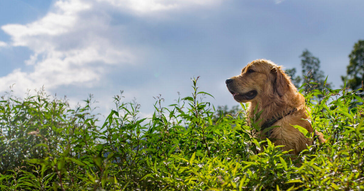 Kylesku Hotel, dog-friendly hotel in Scottish Highlands
