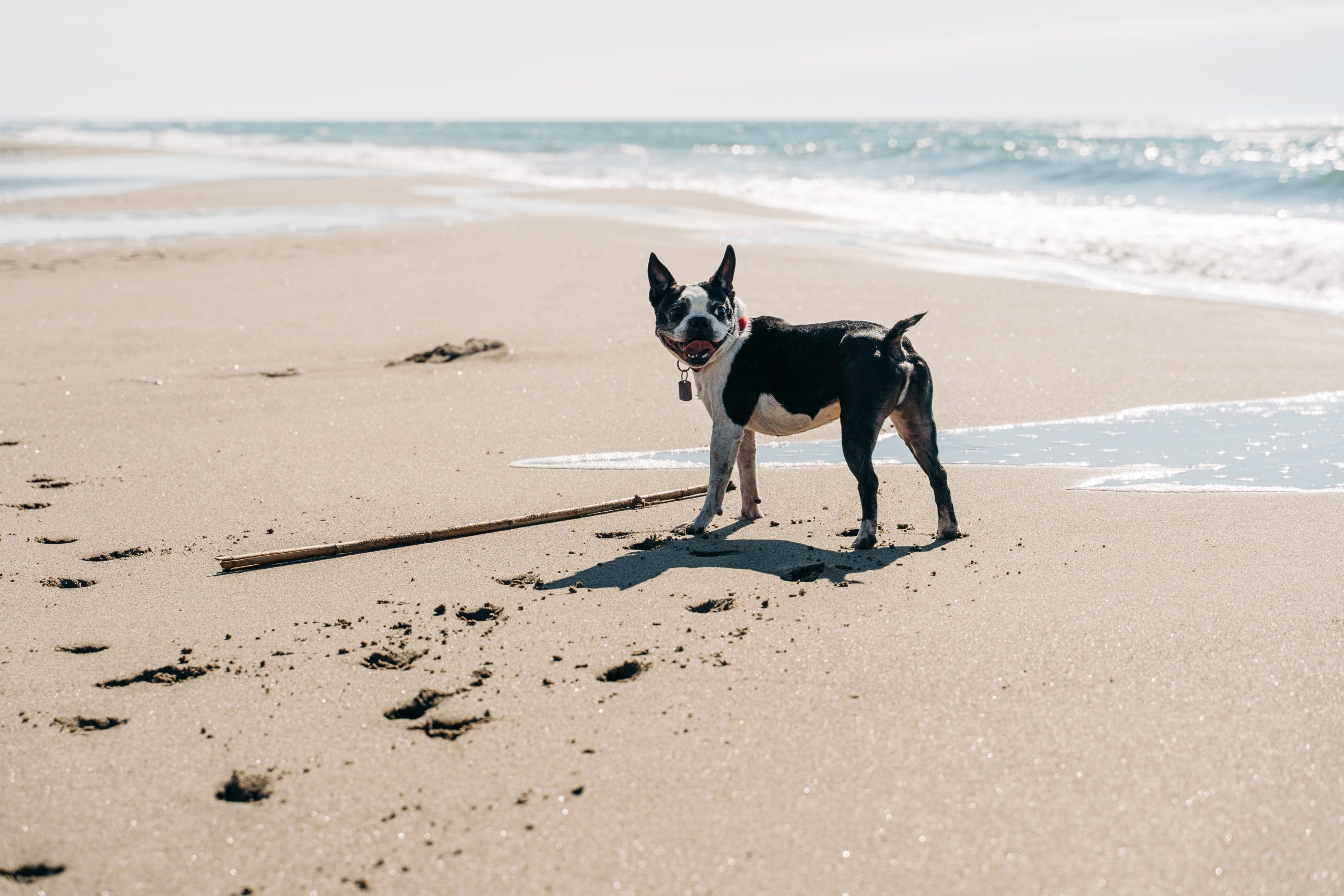 Lewinnick Lodge, dog-friendly hotel in Cornwall