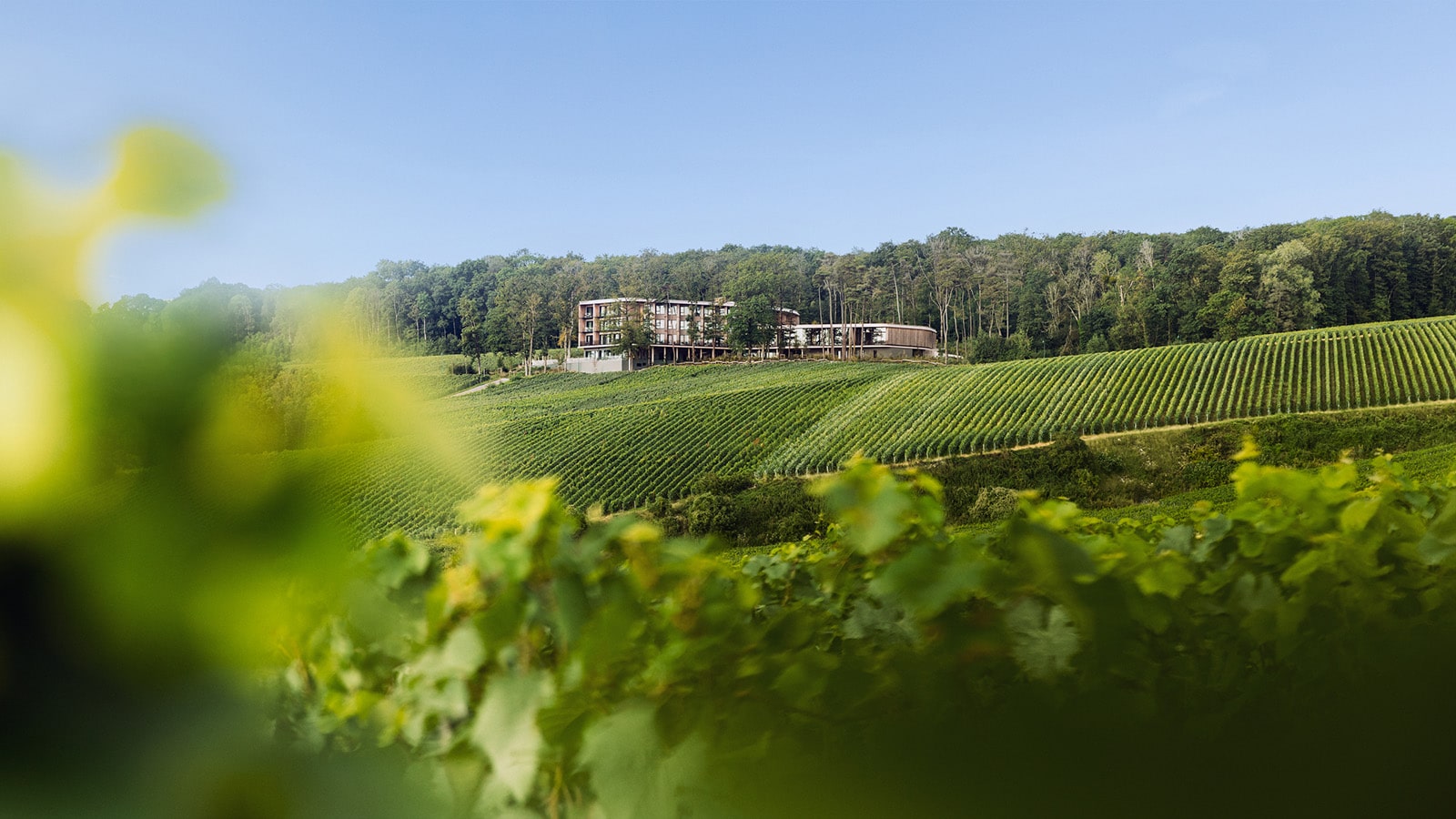LOISIUM Wine & Spa Hotel Champagne, dog-friendly hotel in Champagne