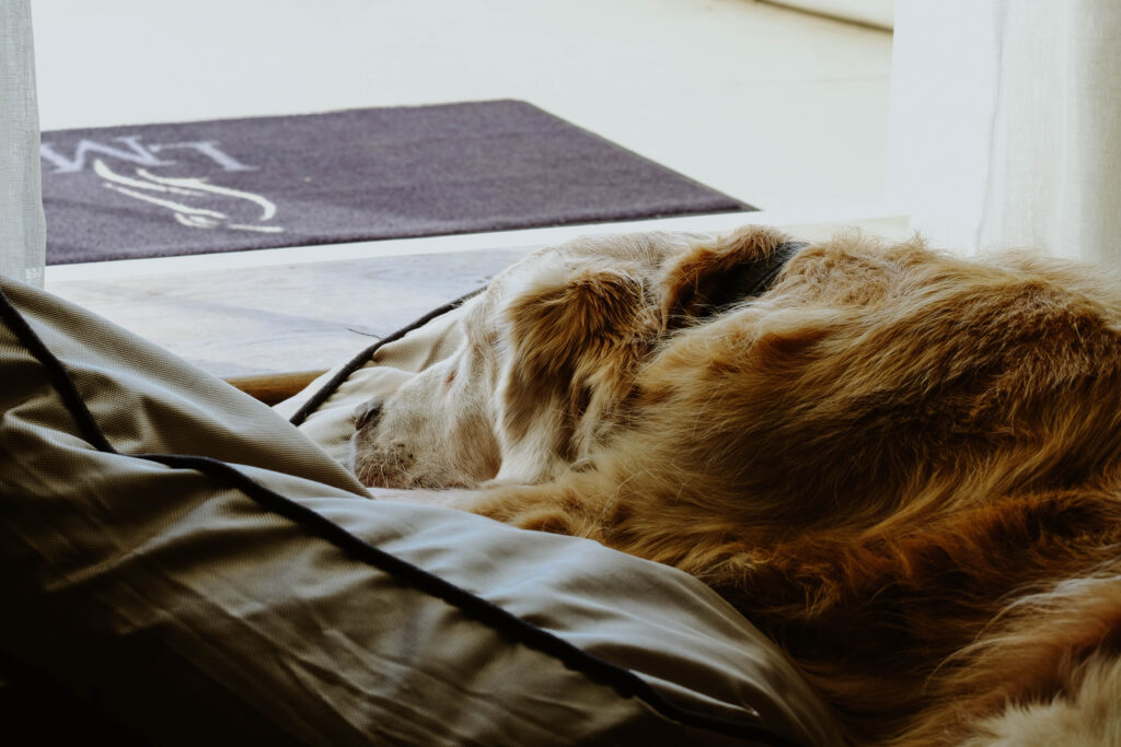 Lympstone Manor, dog-friendly hotel in Devon
