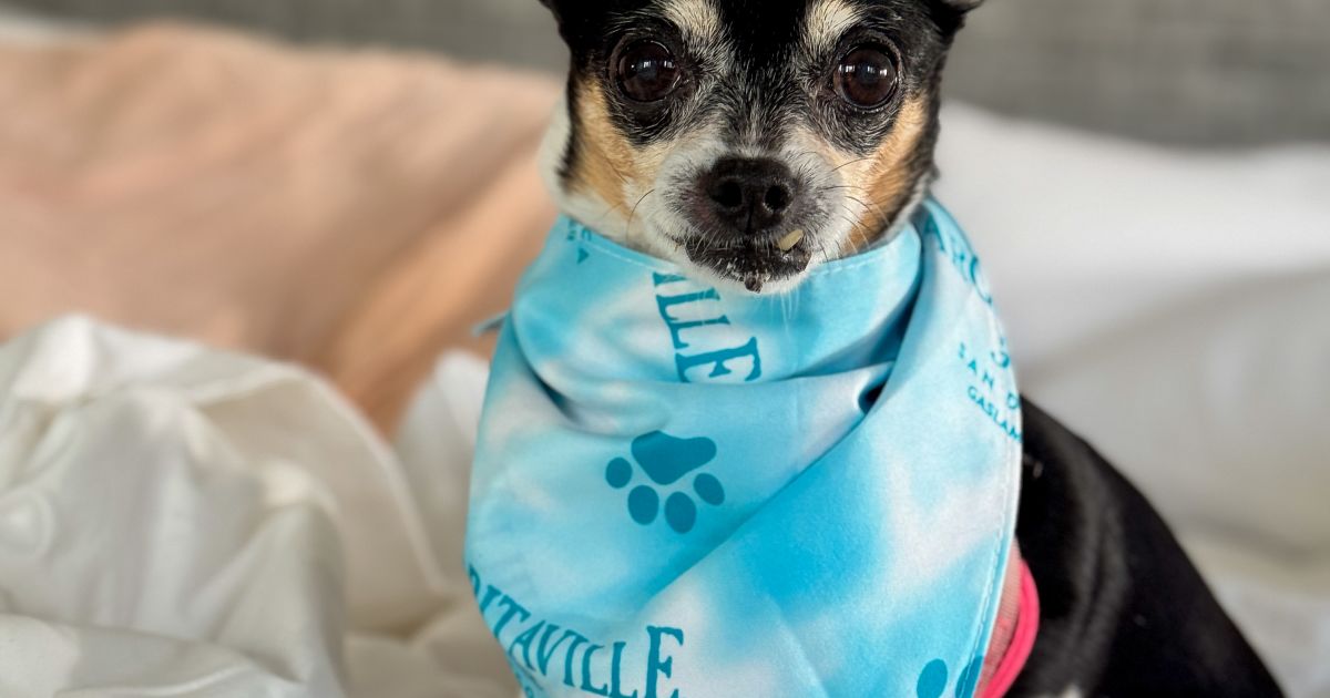 Margaritaville Hotel San Diego Gaslamp Quarter, dog-friendly hotel in San Diego