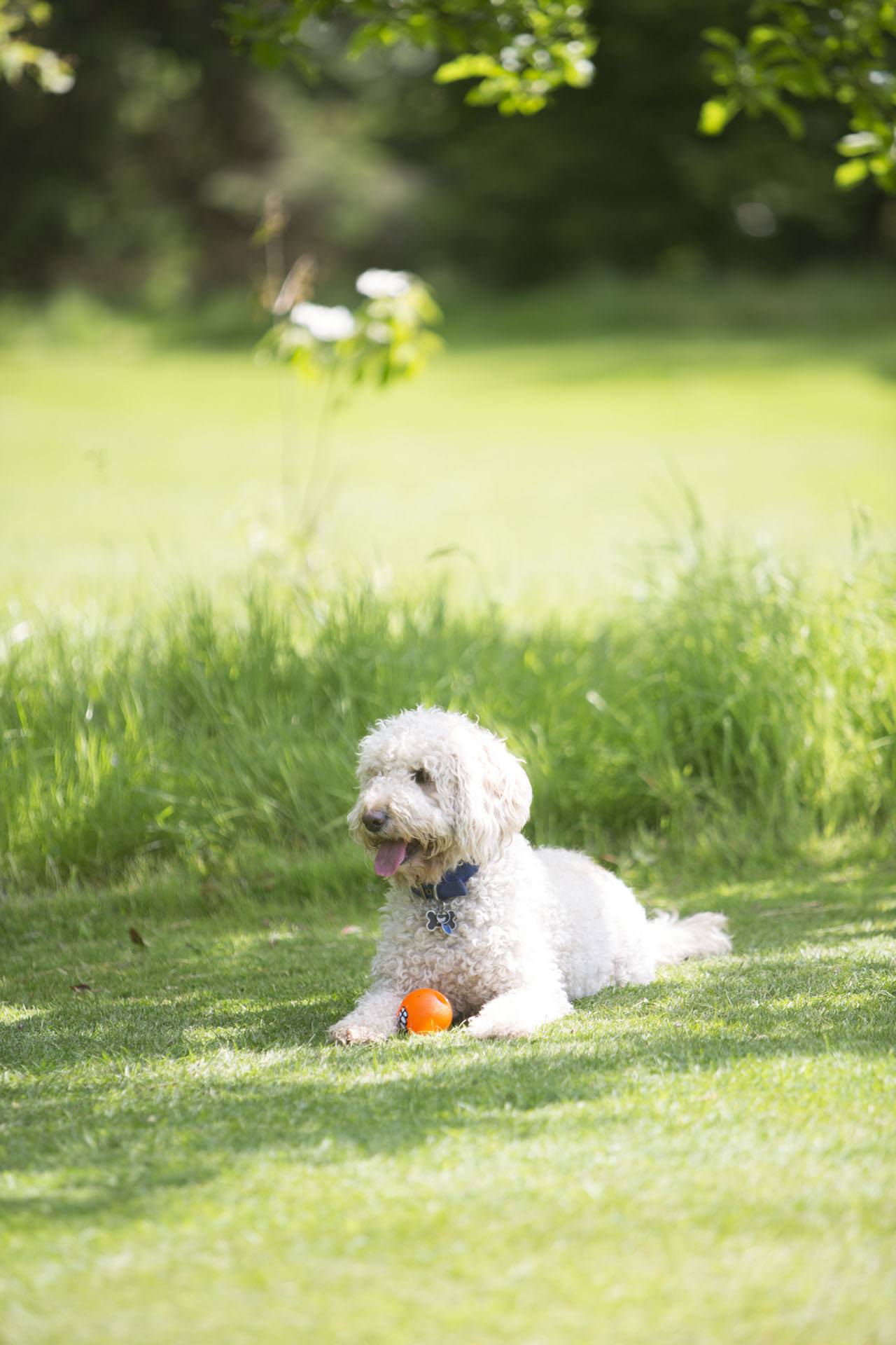 Middlethorpe Hall & Spa, dog-friendly hotel in Yorkshire