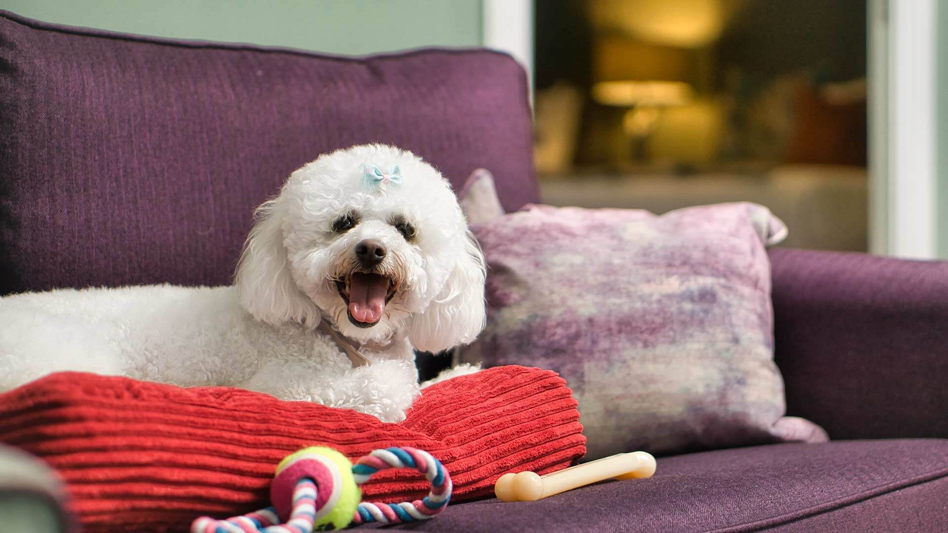 Muckross Park Hotel & Spa, dog-friendly hotel in Killarney