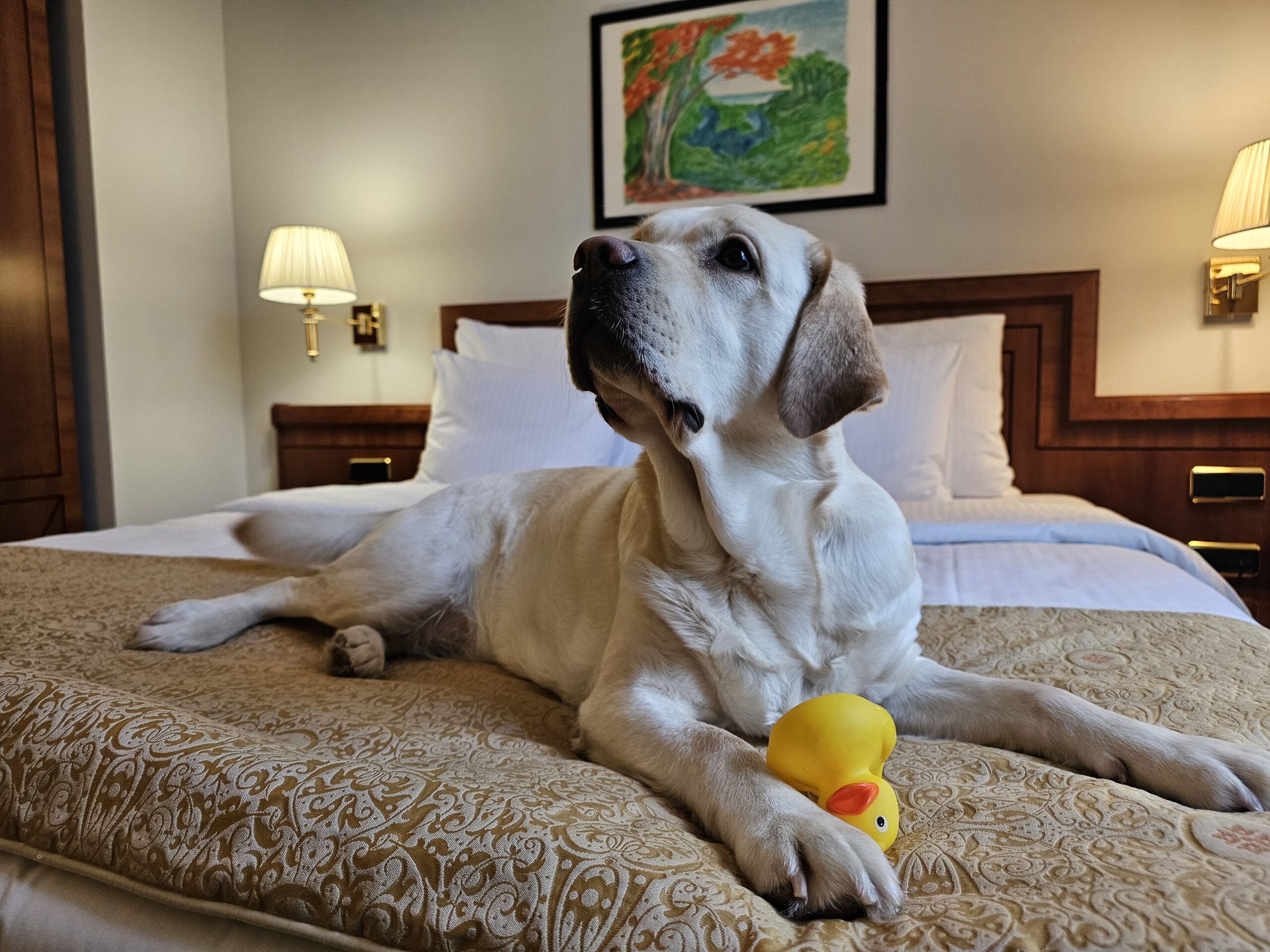 My City Hotel, dog-friendly hotel in Tallinn