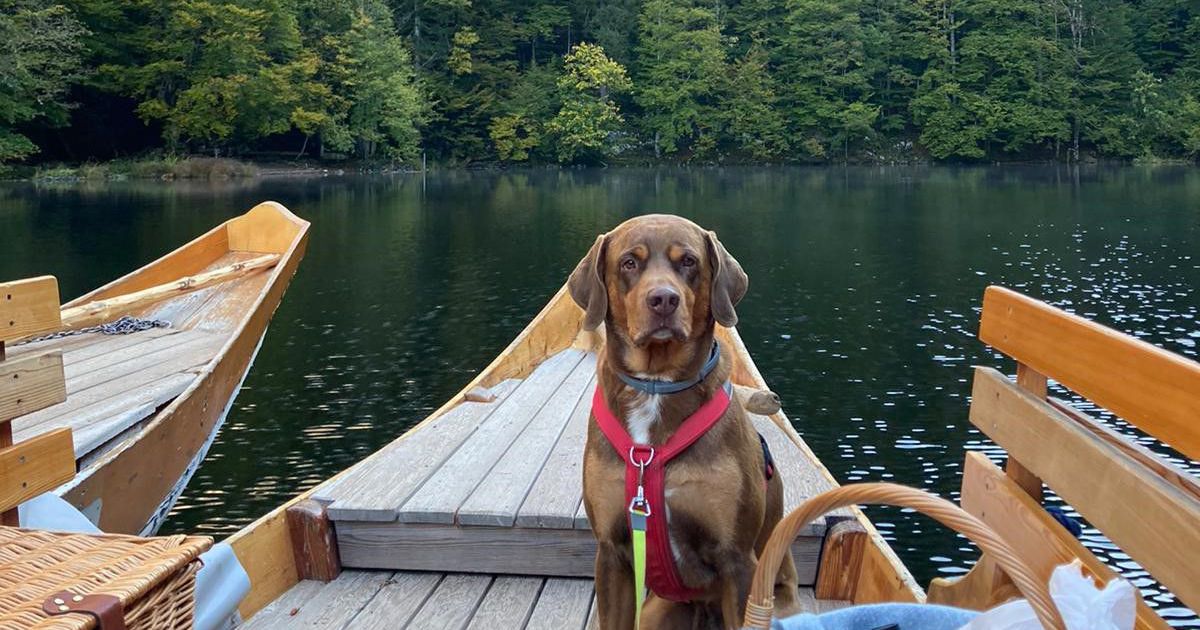 Narzissendorf Zloam, dog-friendly hotel in Salzkammergut