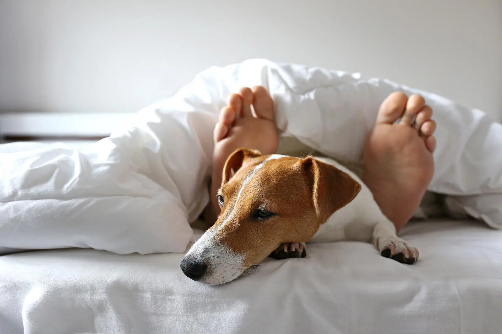 Original Sokos Hotel Vaakuna Helsinki, dog-friendly hotel in Helsinki