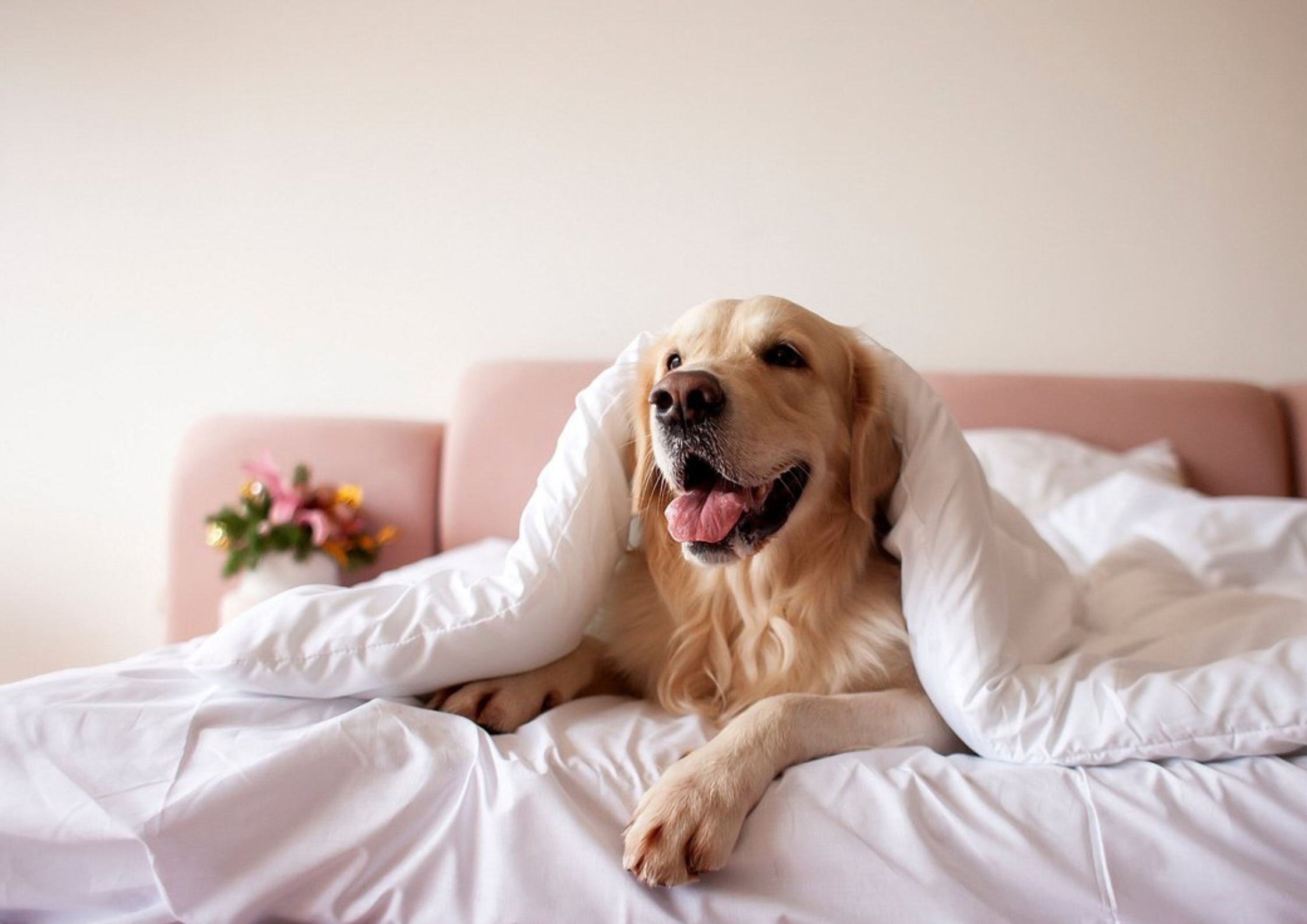 Parkhotel Laurin, dog-friendly hotel in Merano and South Tyrol