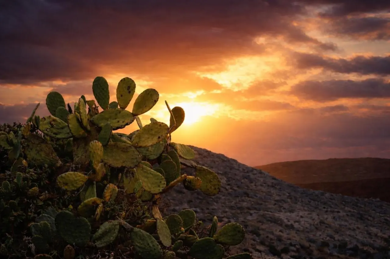 Prickly Pear House, dog-friendly hotel in Milos and Sifnos