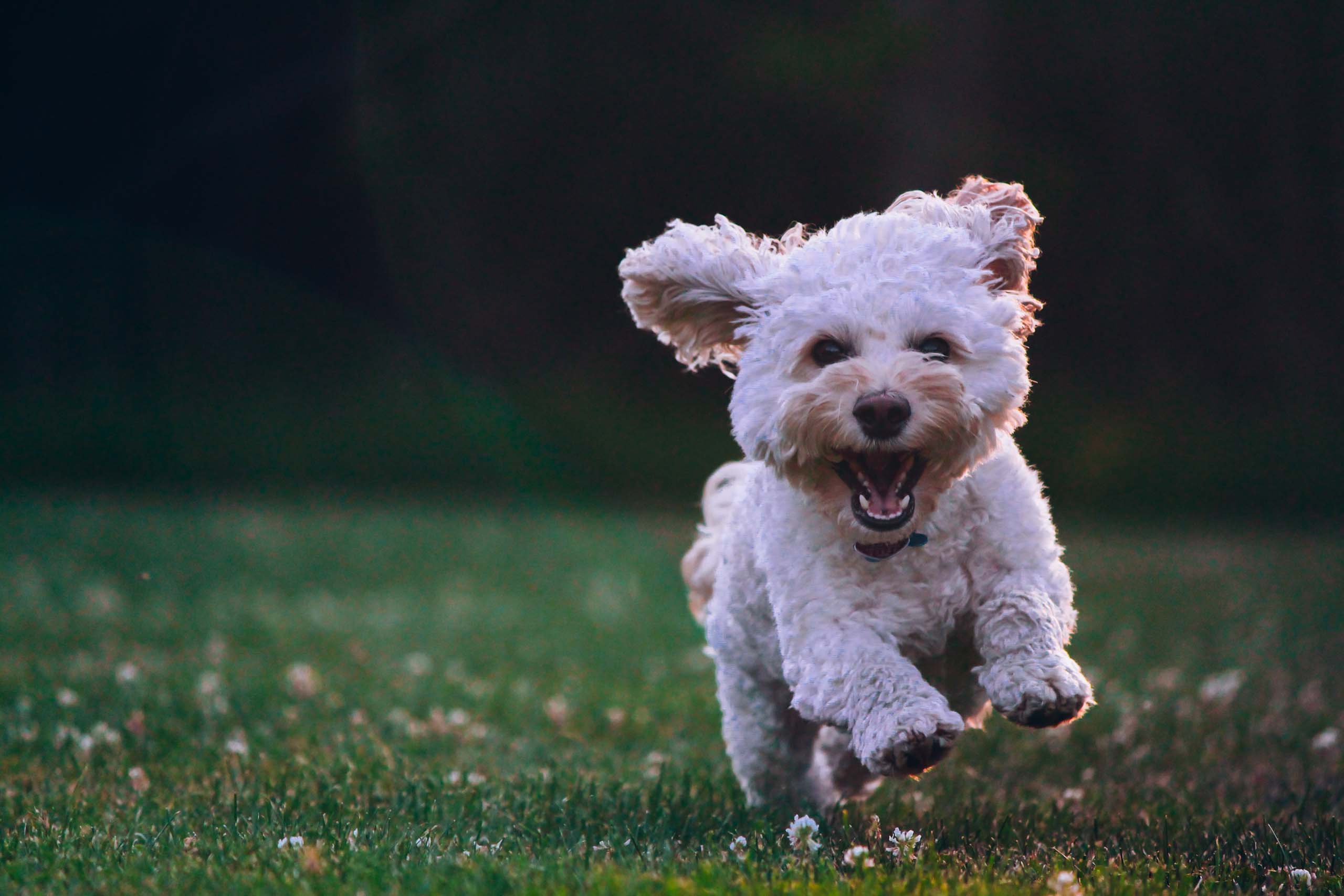 Quellenhof Luxury Resort Passeier, dog-friendly hotel in Merano and South Tyrol
