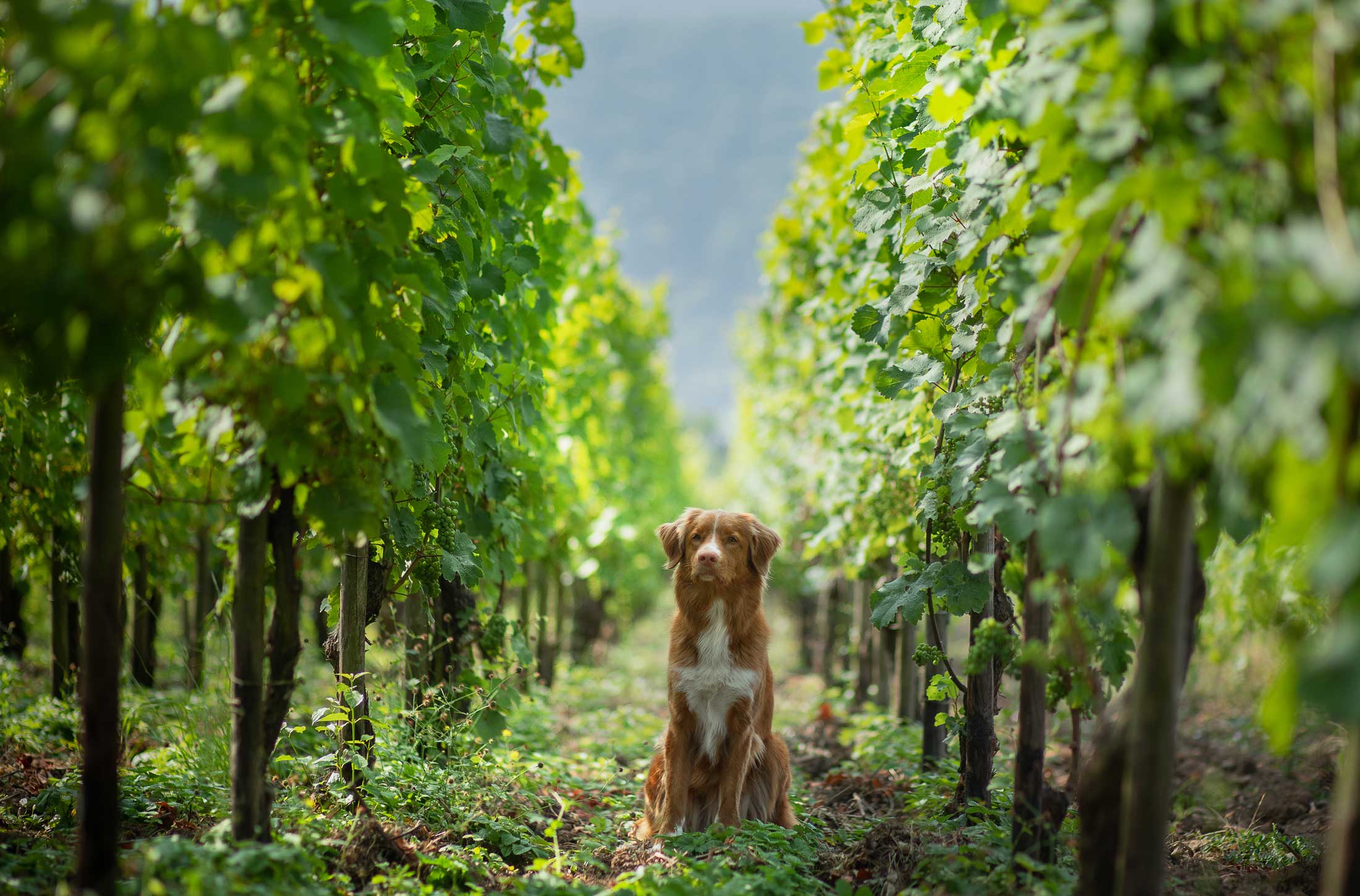 River Terrace Inn, dog-friendly hotel in Napa Valley