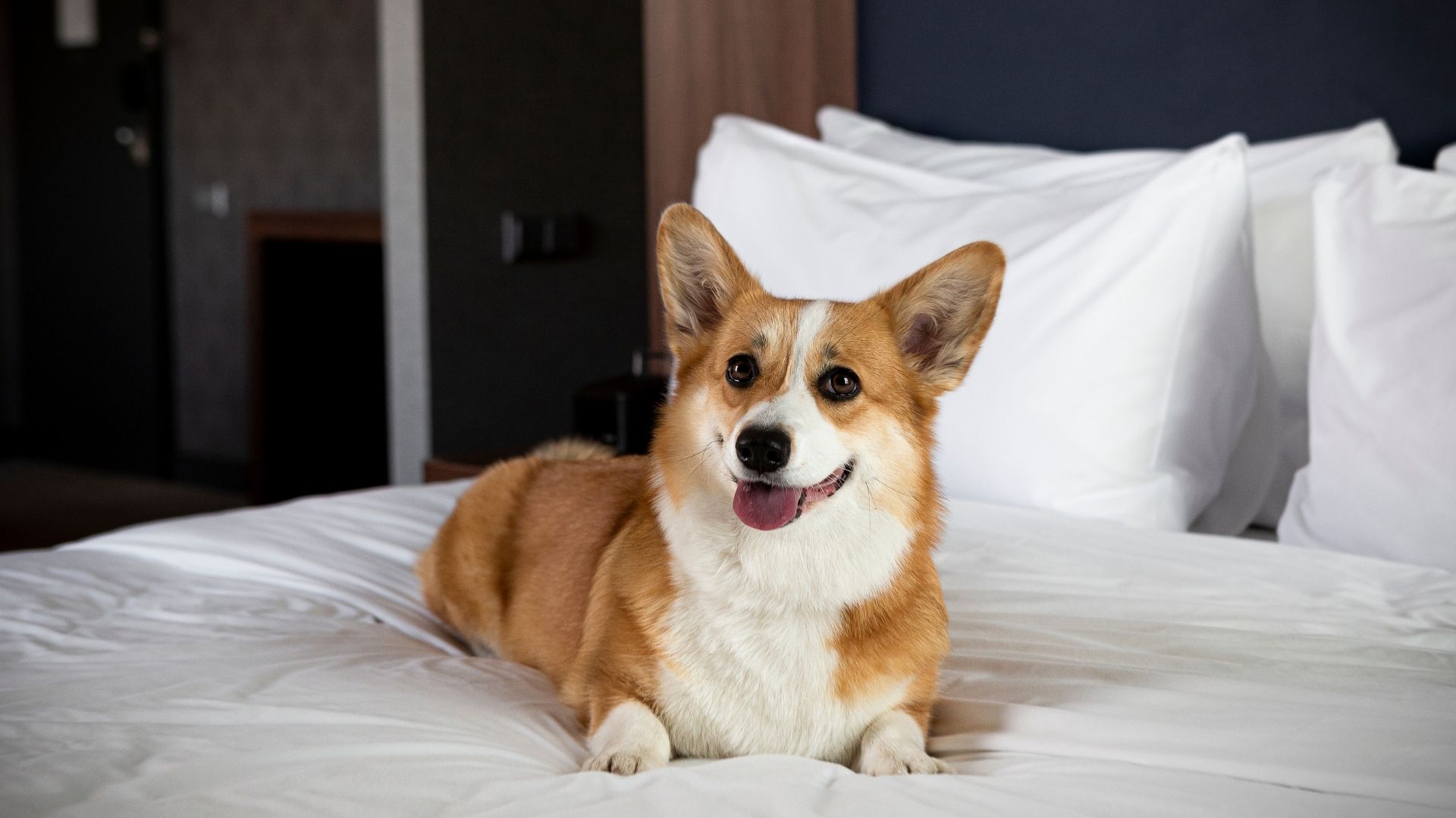 Rixwell Old Riga Palace Hotel, dog-friendly hotel in Riga