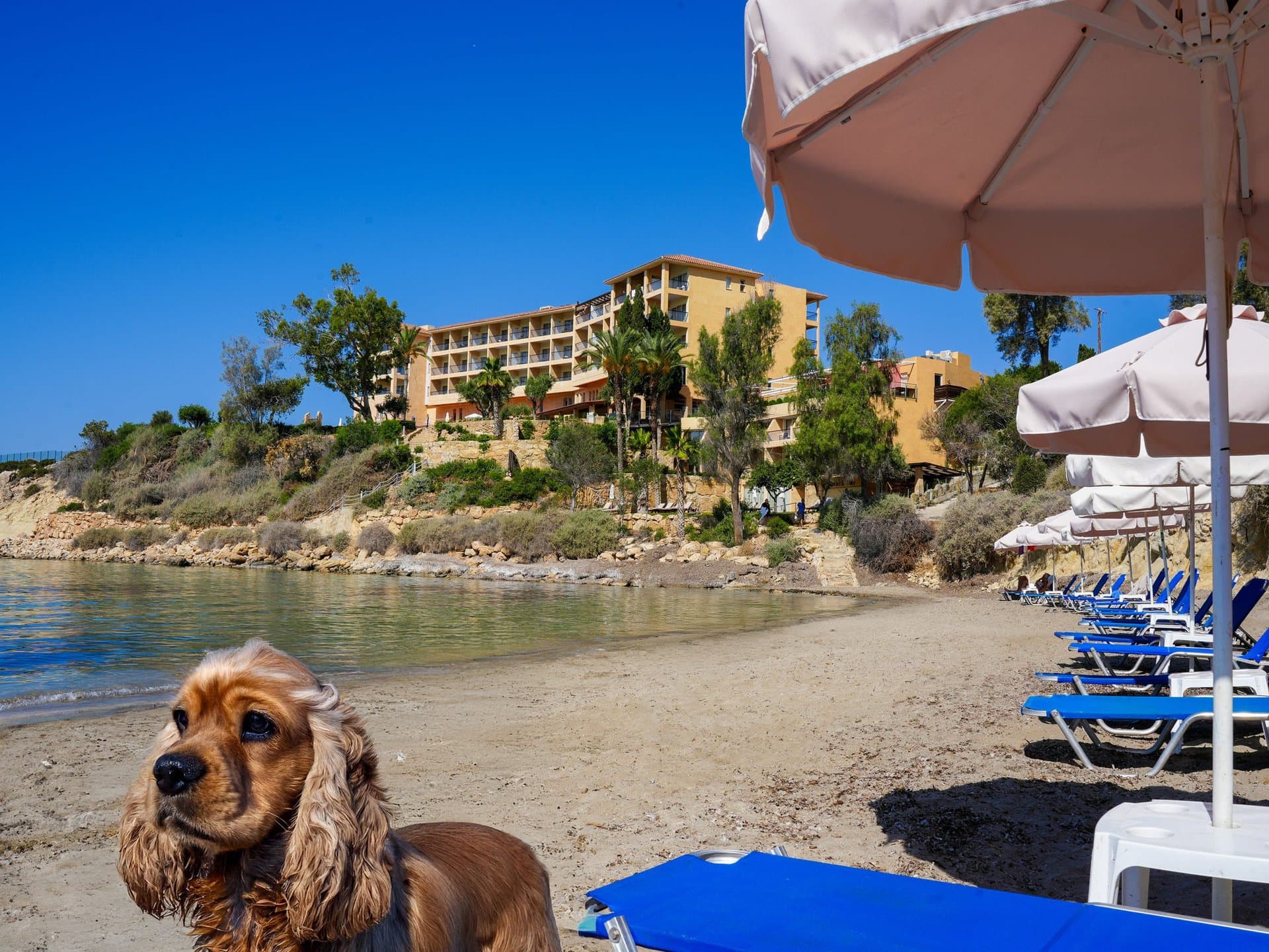 Thalassa Boutique Hotel & Spa, dog-friendly hotel in Cyprus