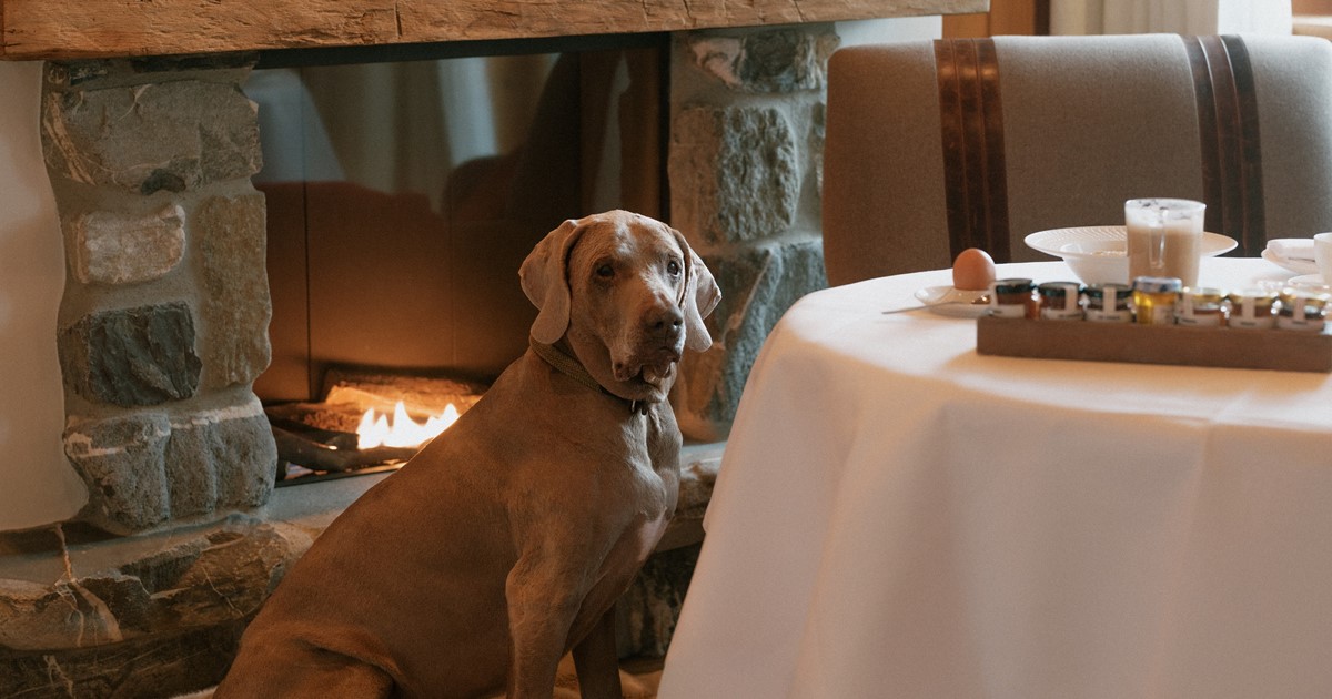 The Alpina Gstaad, dog-friendly hotel in Gstaad and the Bernese Oberland
