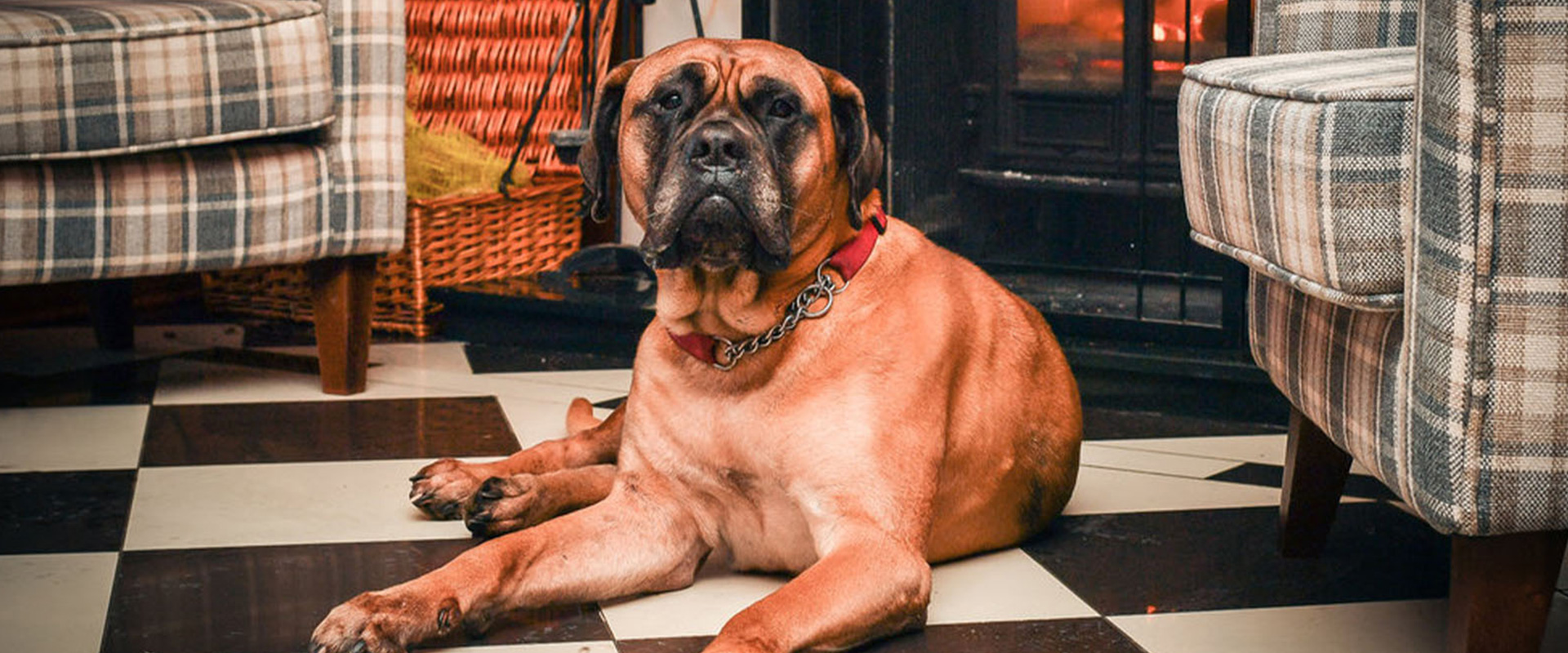 The Boat Country Inn & Restaurant, dog-friendly hotel in Scottish Highlands