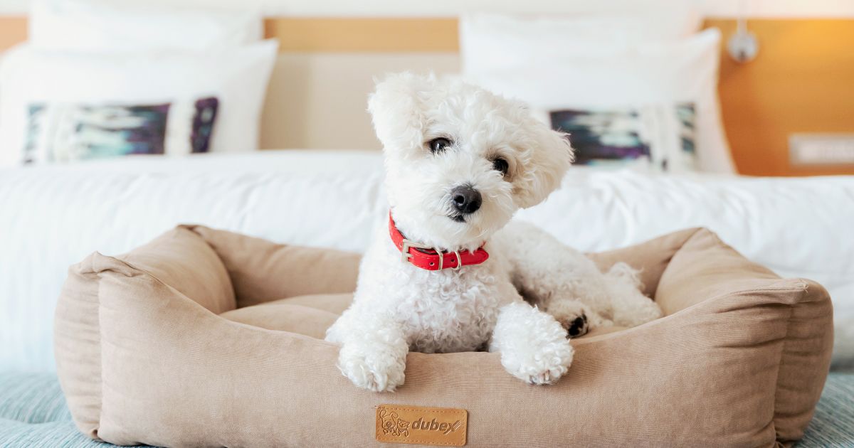 The Chedi Luštica Bay, dog-friendly hotel in Montenegro