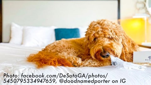 The DeSoto, dog-friendly hotel in Savannah