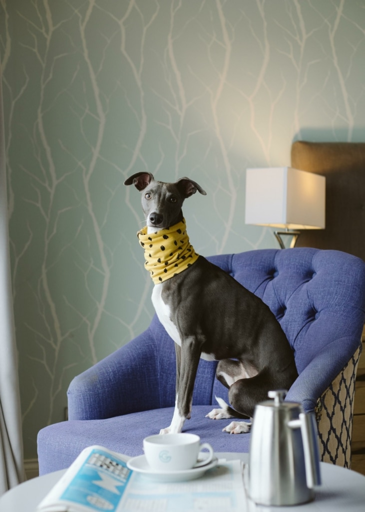 The Greenbank Hotel, dog-friendly hotel in Cornwall