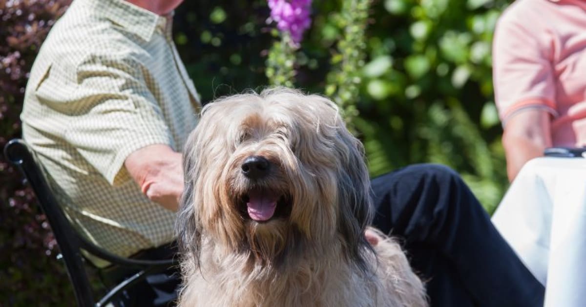 The Horn of Plenty, dog-friendly hotel in Devon