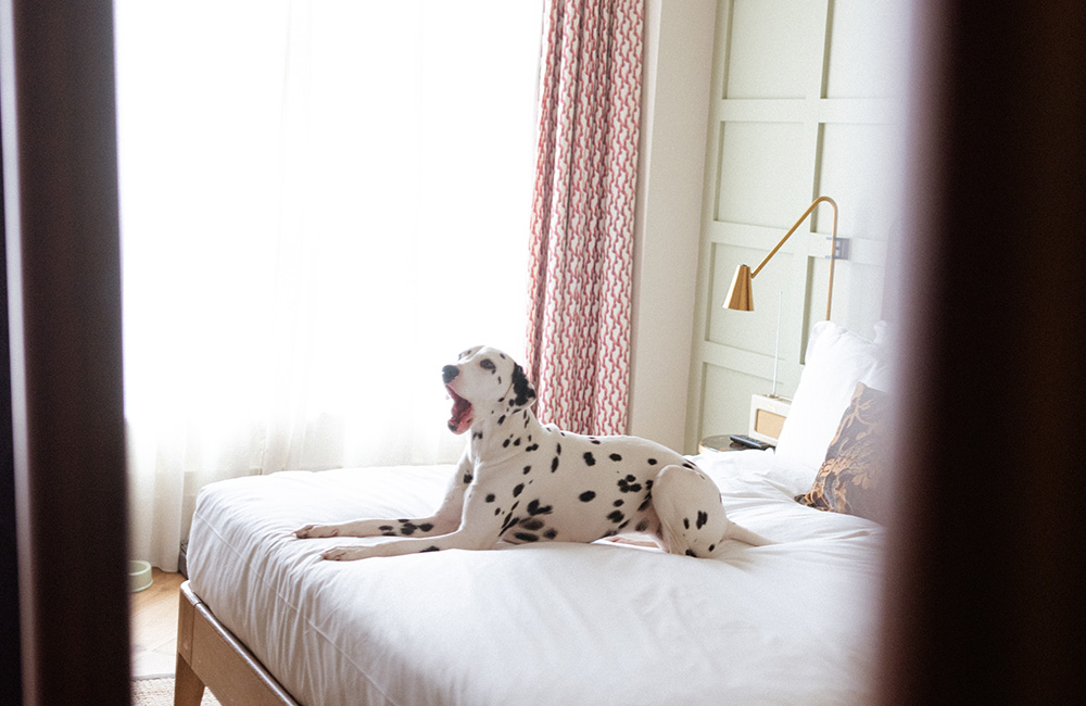 The Hoxton, Dublin, dog-friendly hotel in Dublin