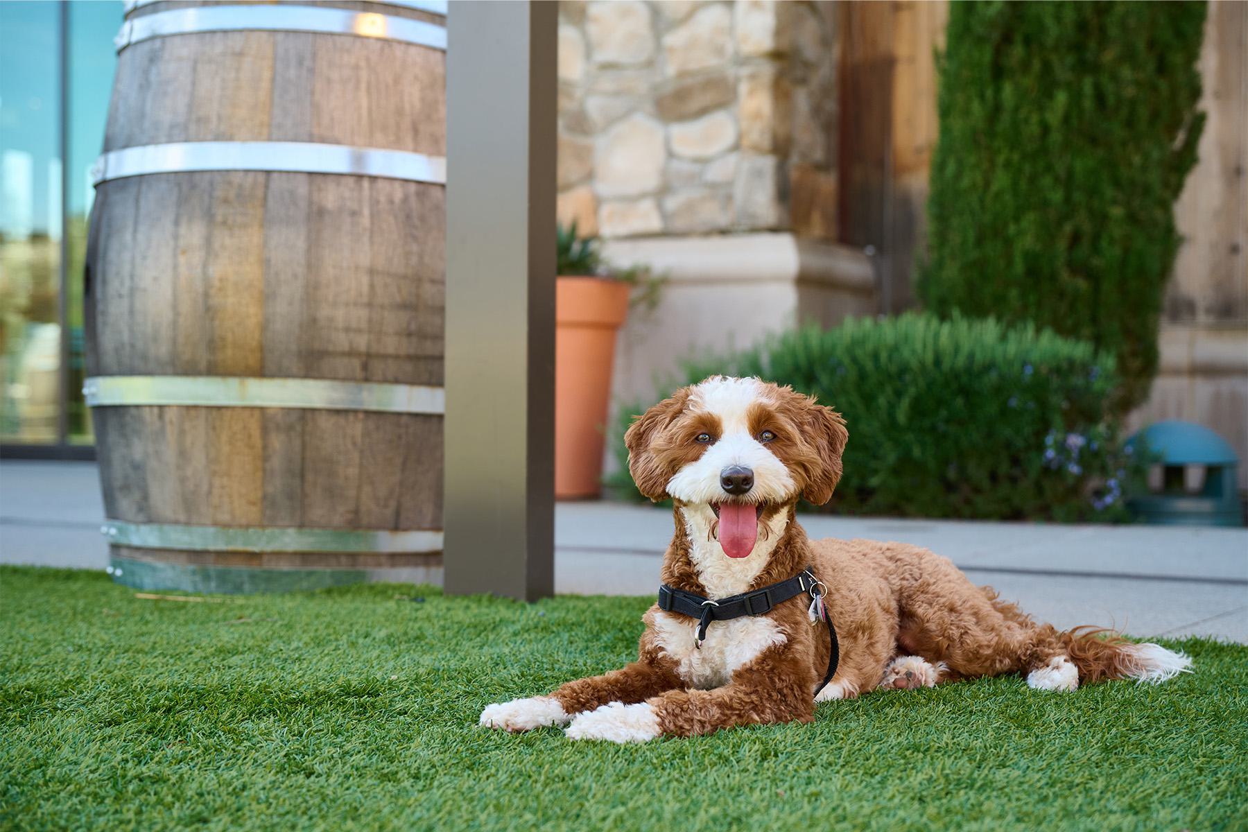 The Meritage Resort and Spa, dog-friendly hotel in Napa Valley