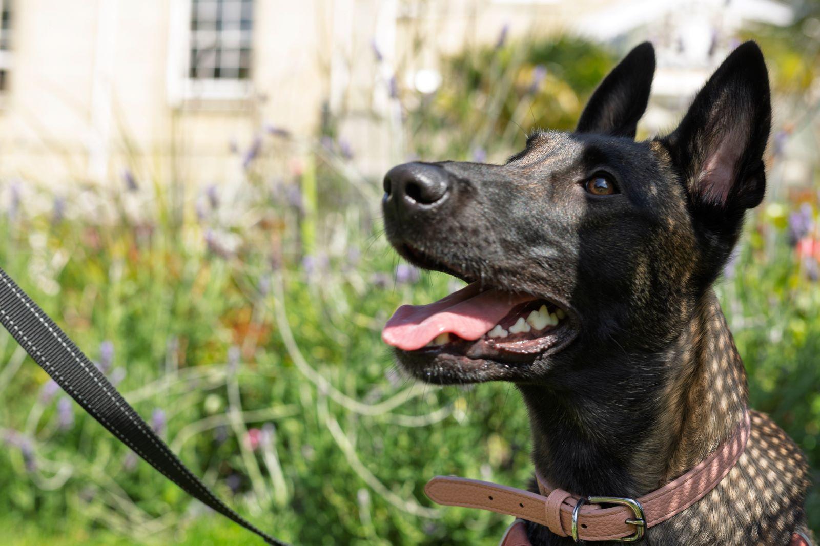 The Royal Hotel, dog-friendly hotel in New Forest and Dorset