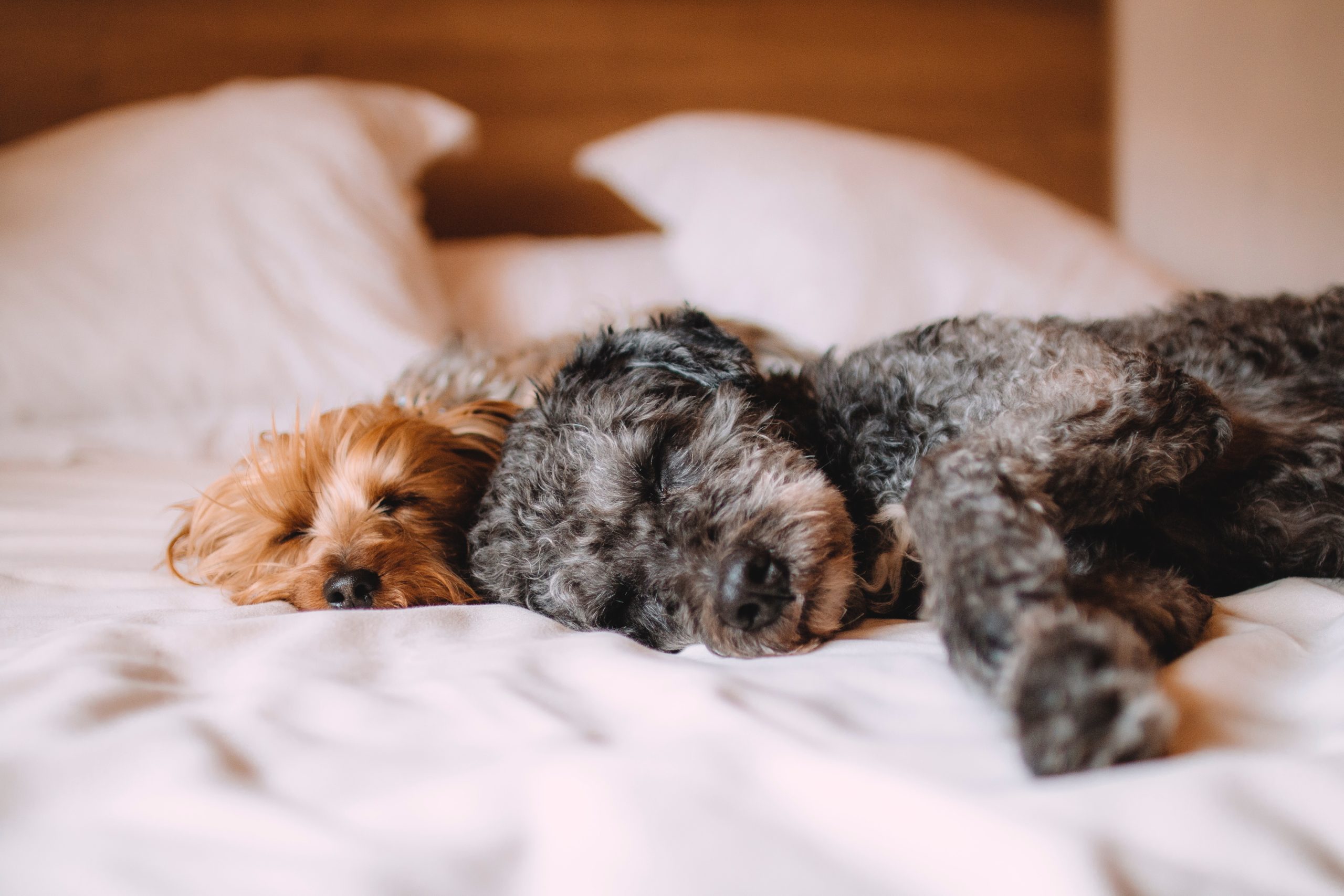 The Union Station Nashville Yards, Autograph Collection, dog-friendly hotel in Nashville